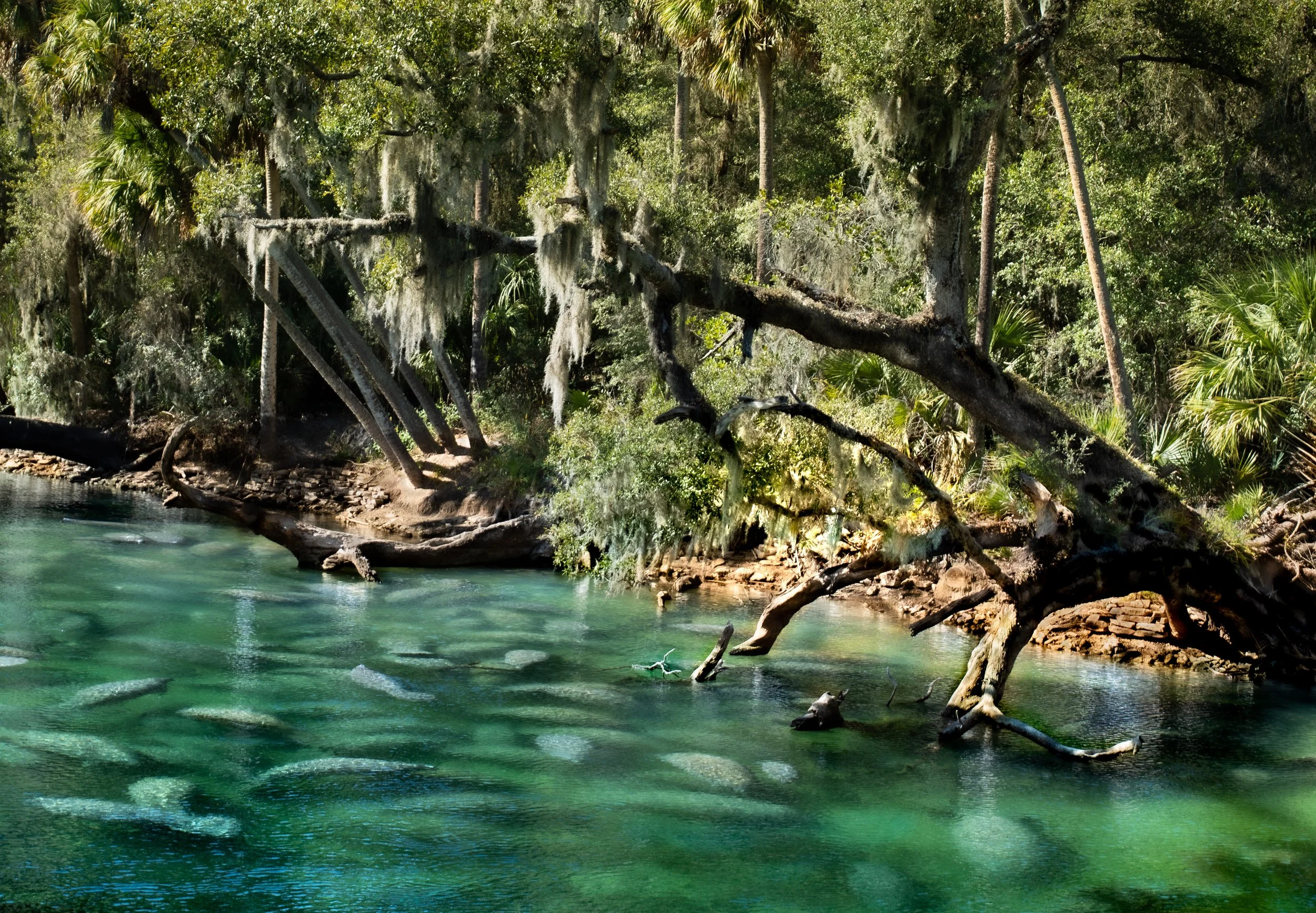 Photo of Manatees swimming during the winter at Blue Springs State Park, Florida