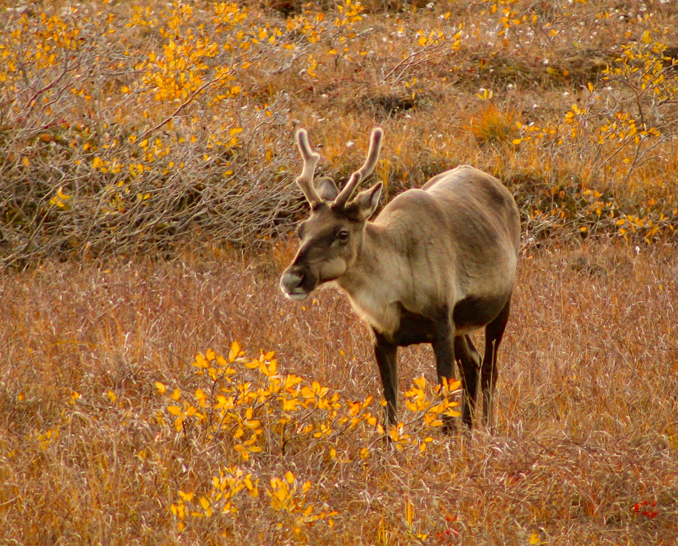 Photo of a caribou walking in the arctic tundra north of the Arctic Circle in Alaska.