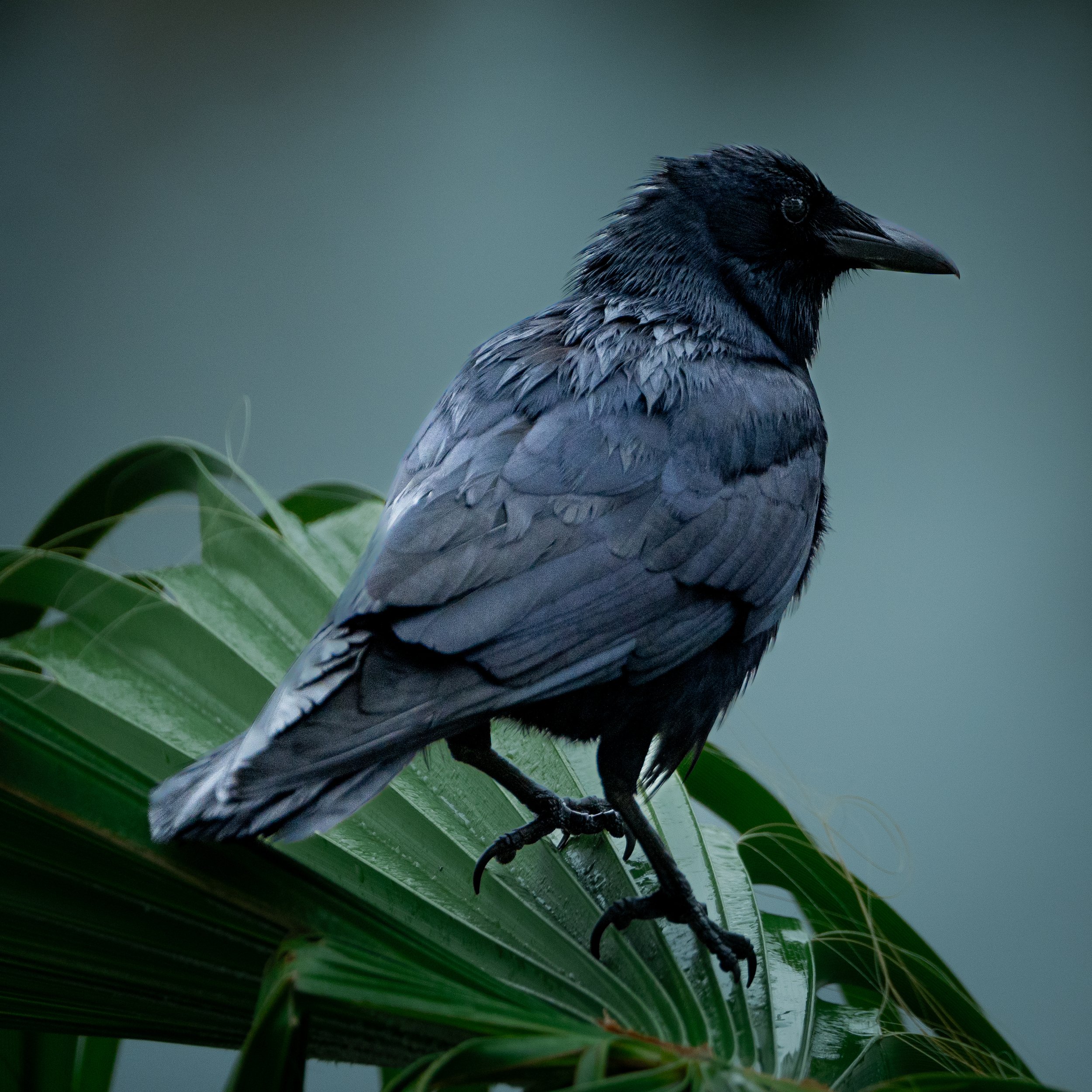 Image of a Fish CrowBird perched high on a palm overlooking a marsh during the rain in Florida.