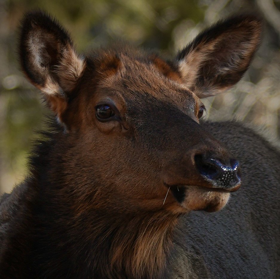Closeup photo of an Elk captured near the Grand Canyon's South Rim.