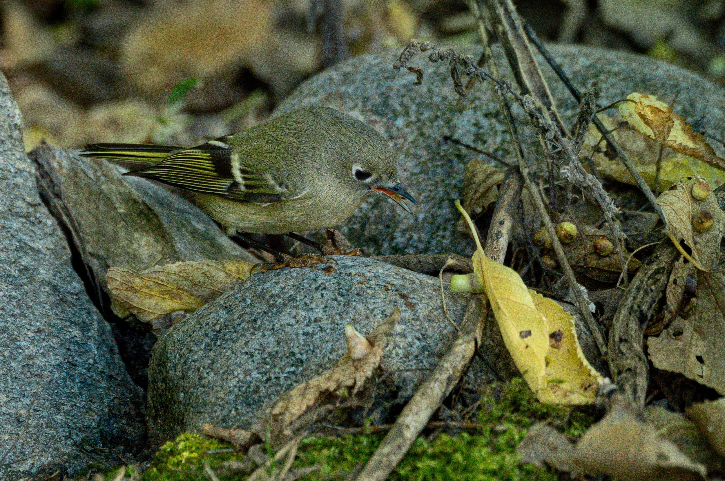 Bird: Ruby-crowned Kinglet photographed in southern Minnesota, Autumn 2026.