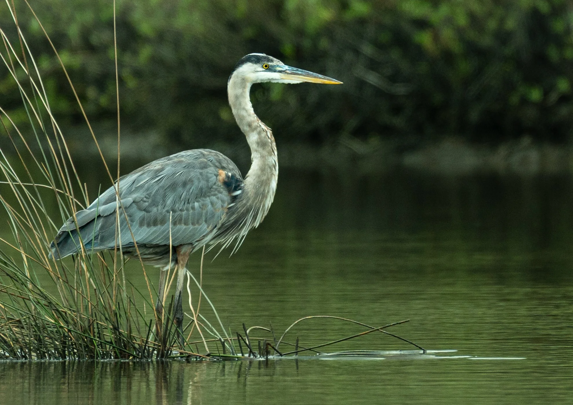Photo of a Great Blue Heron hunting motionless alongside a saltwater marsh in costal Florida.