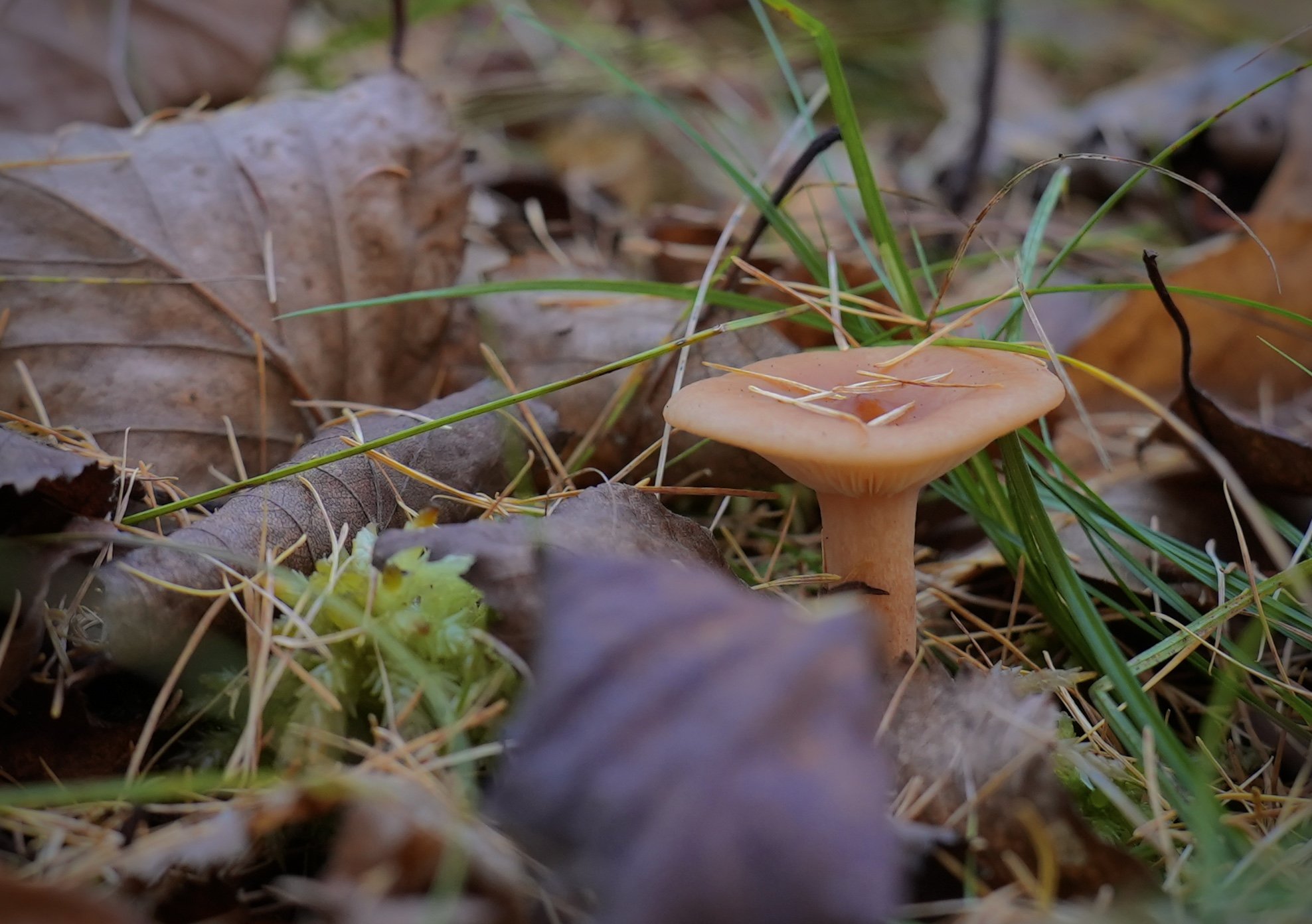 Closeup foto of a lone brown mushroom taken on the forest floor.