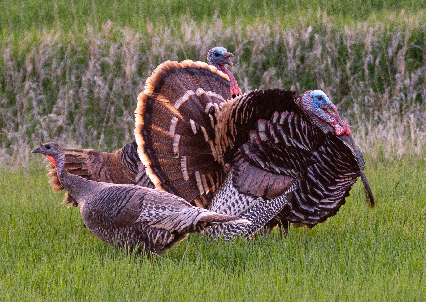 Photo of wild turkey strutting their stuff in Nebraska's Niobrara State Park.