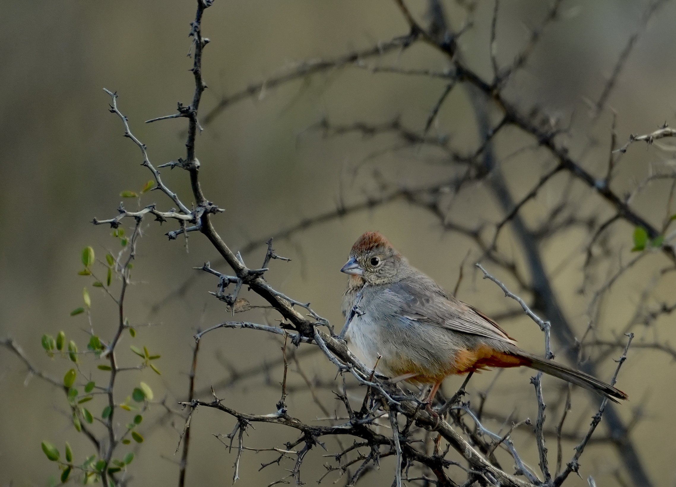 Bird watcher photo.