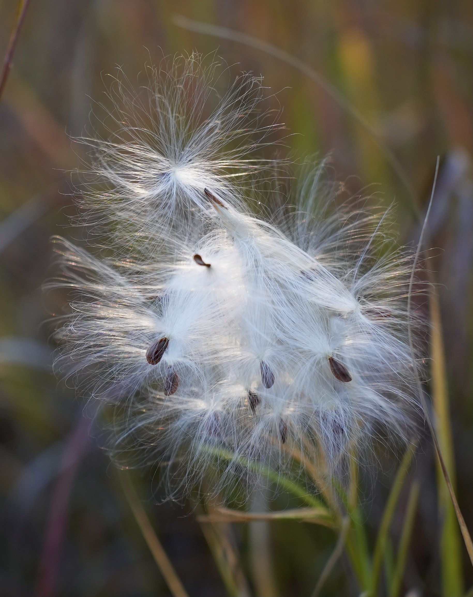 Closeup picture of Milkweed Seeds during the last autumn alongside a Minnesota wetland