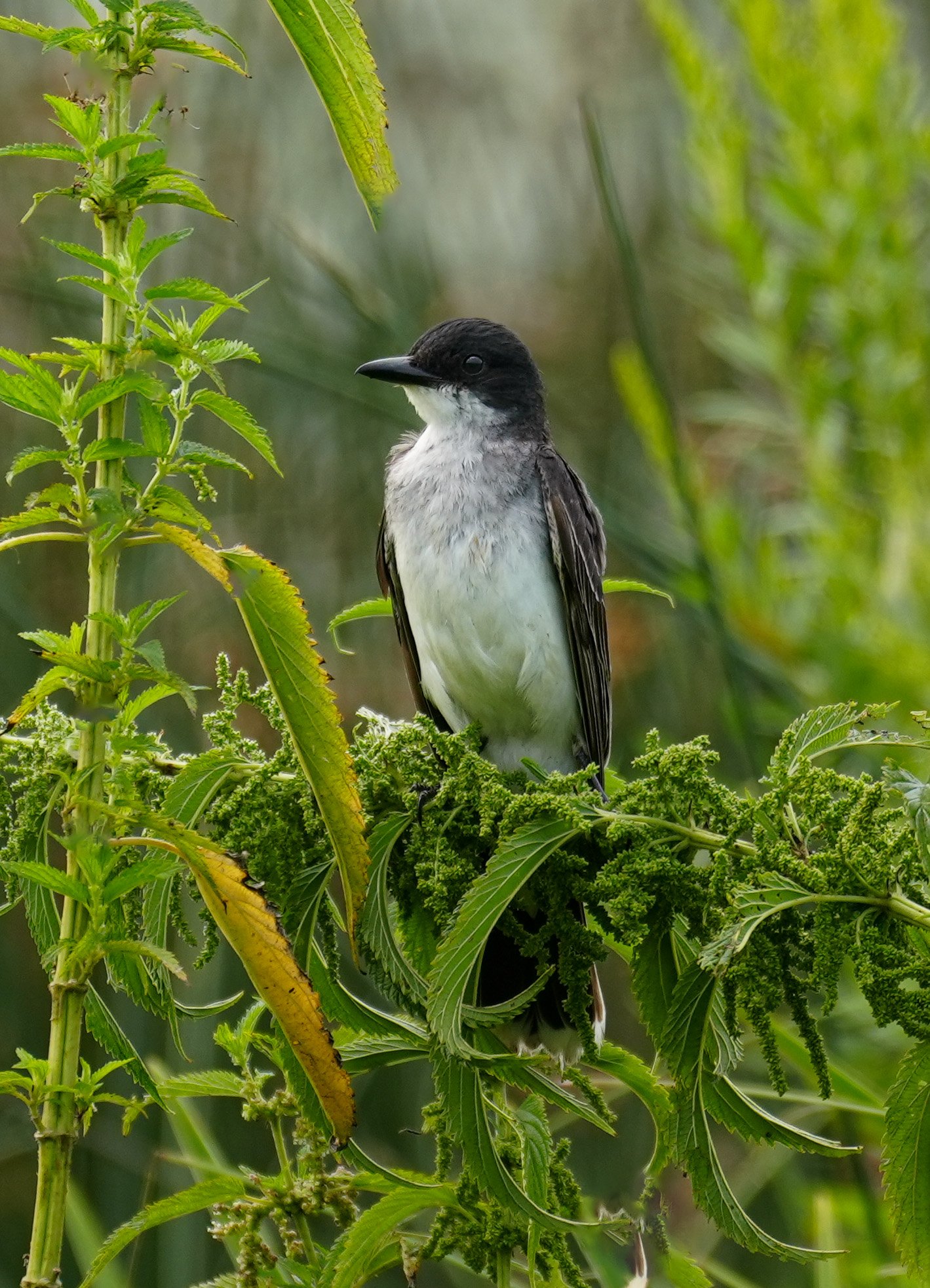Bird Photo: Eastern Kingbird photographed on a perch near a wetland area. 
