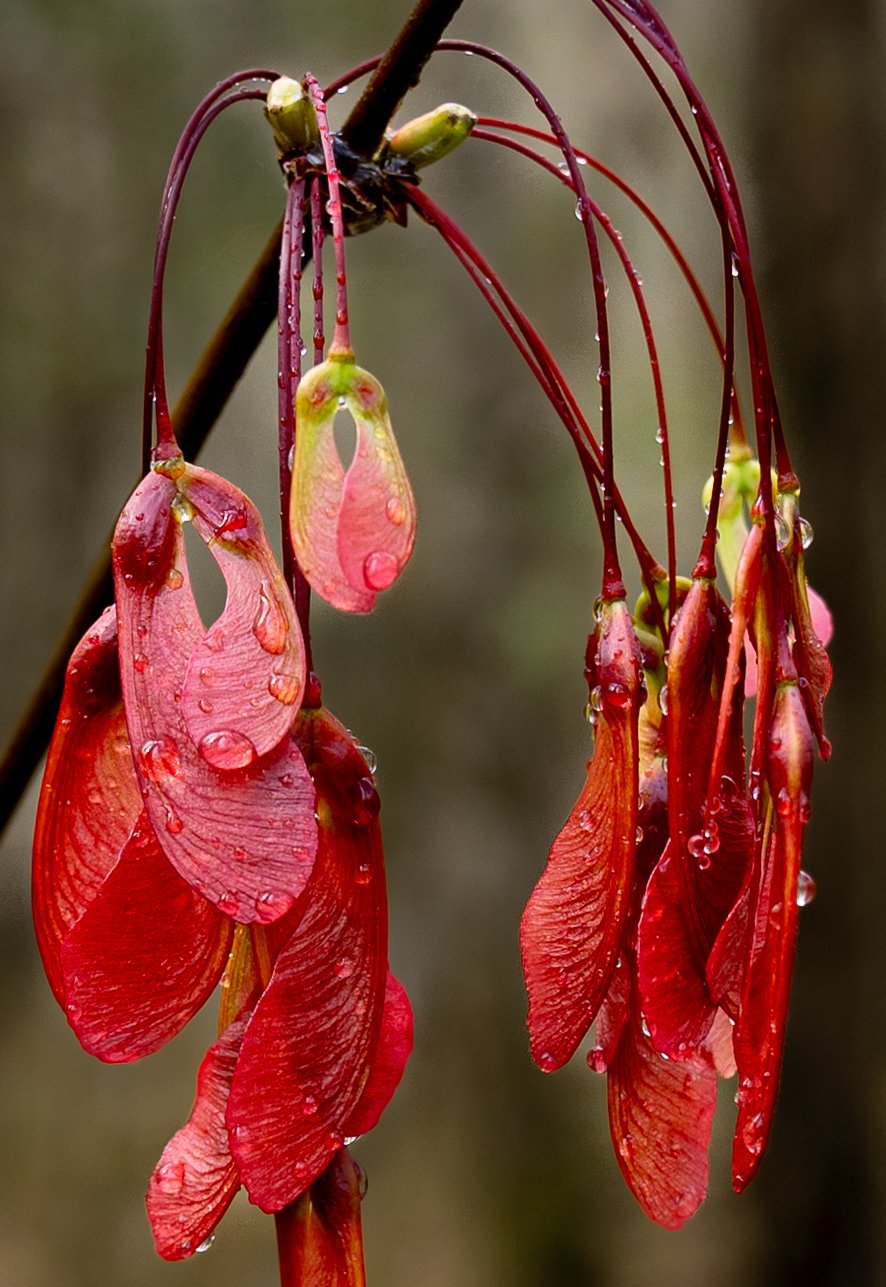 Red Seed Pods Water Drops