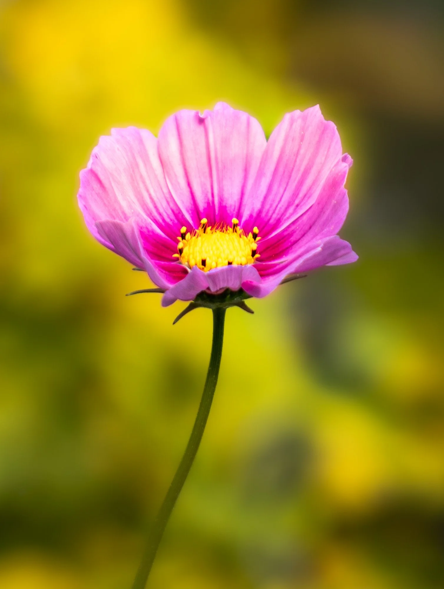 Wildflower Photography