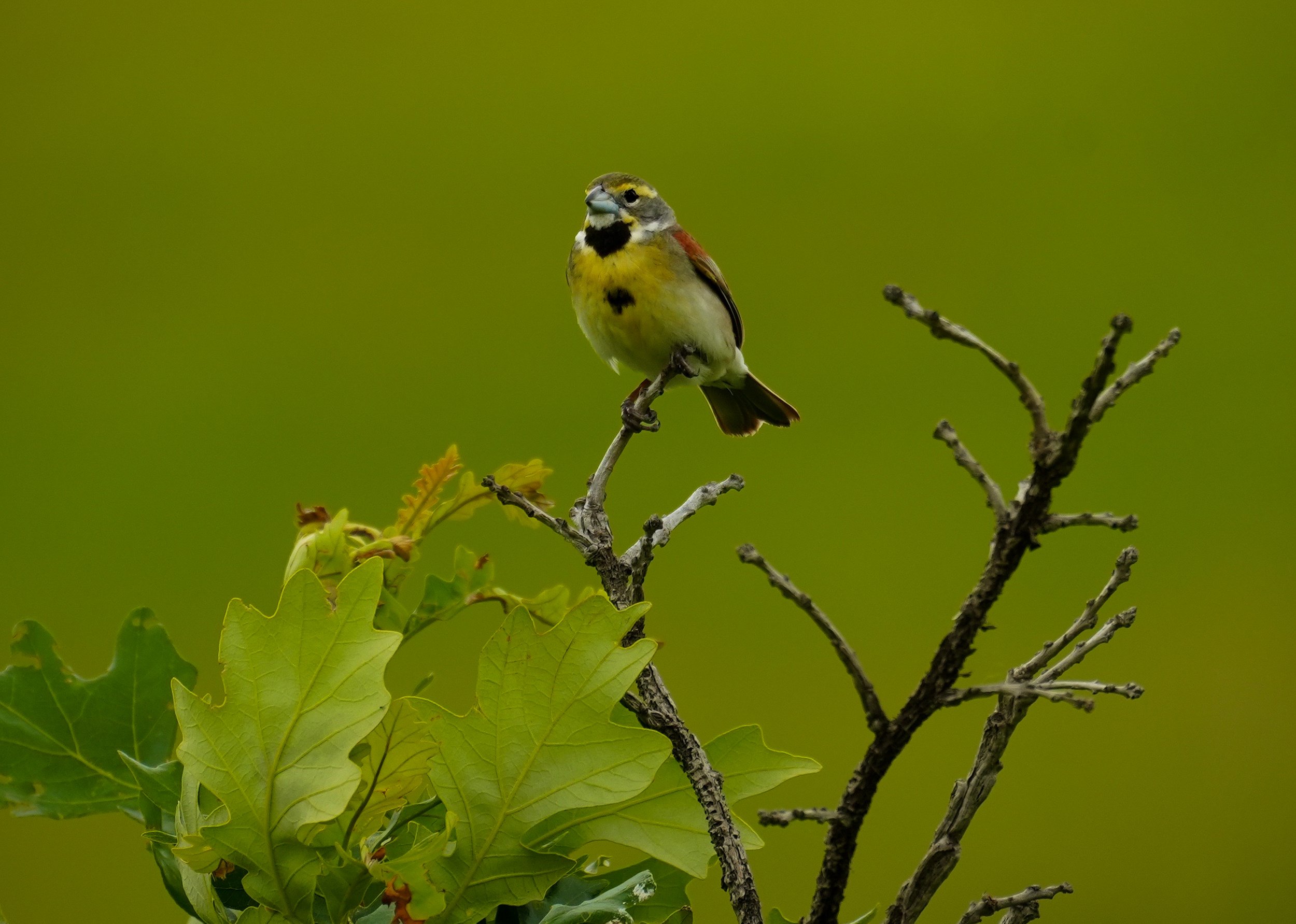 Dickcissel bird photographed perched on a oak tree branch in Minnesota.