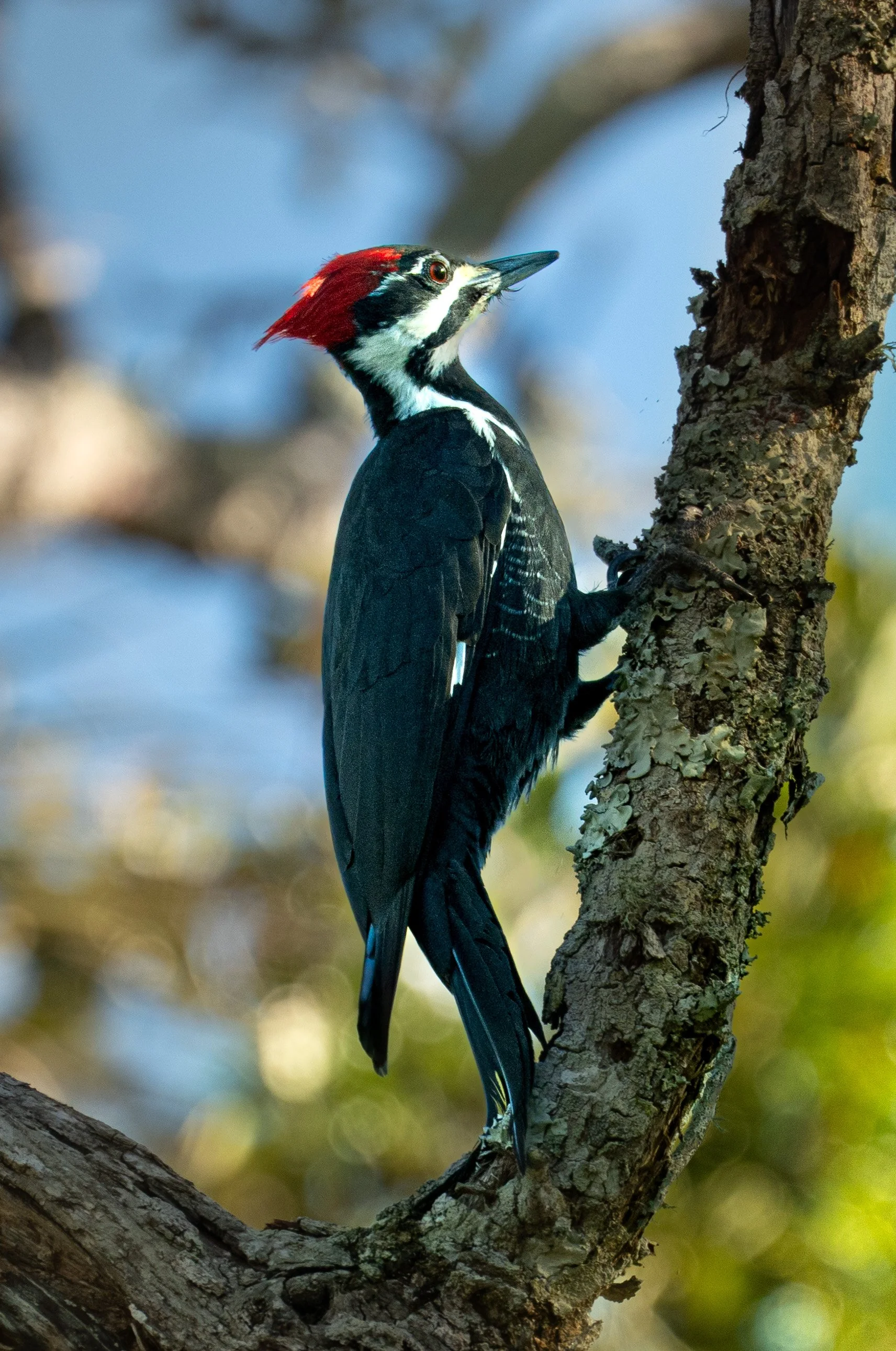 Photograph of a Pileated Woodpecker searching for bugs on a decaying tree in northeastern Florida.