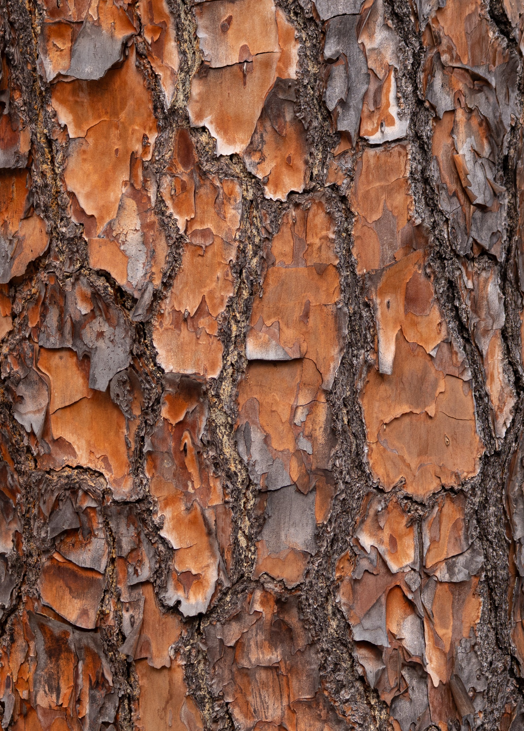 Photograph of Long Leaf Pine tree bark. Natural Patterns. 