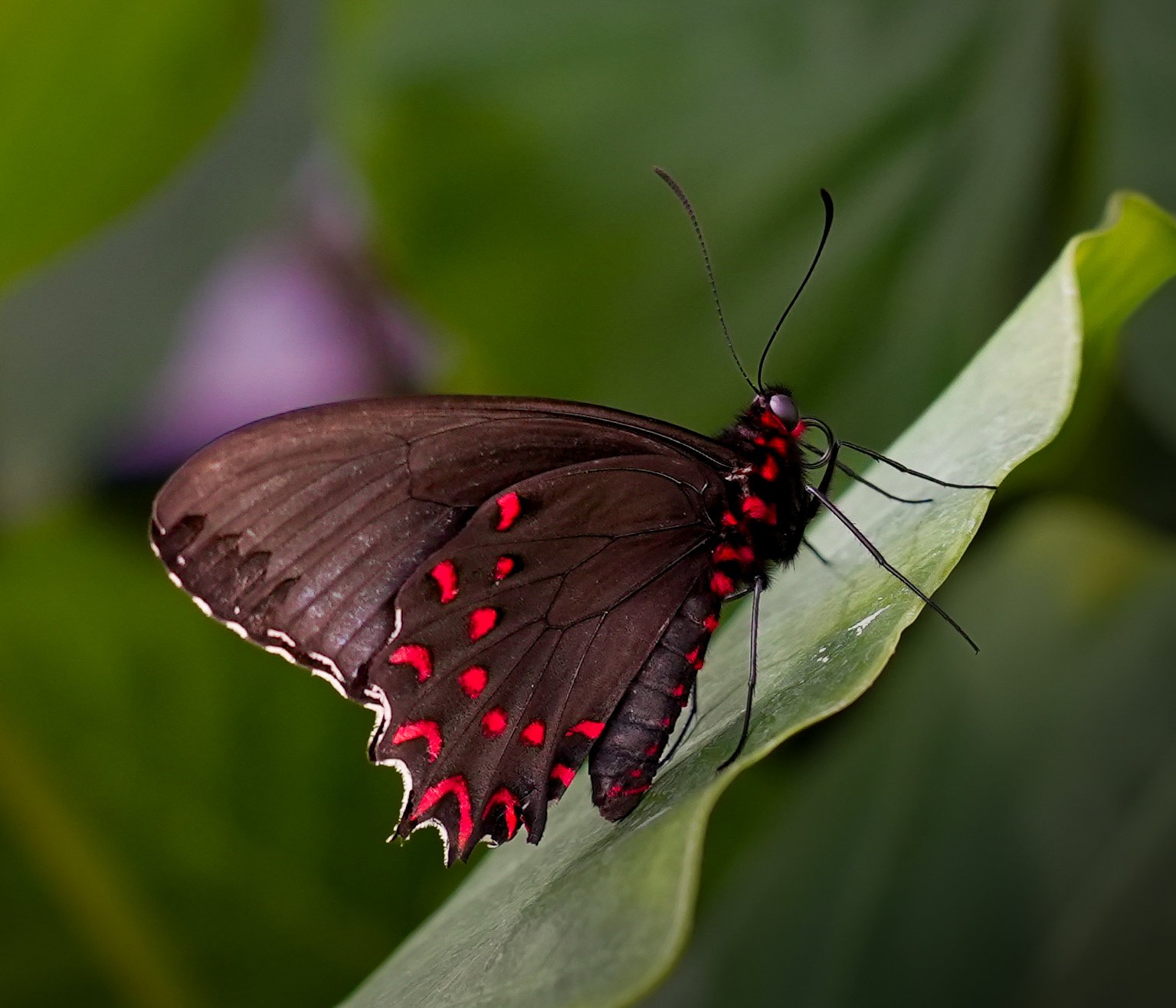 Foto of a stunning red and black butterfly on a green leaf.