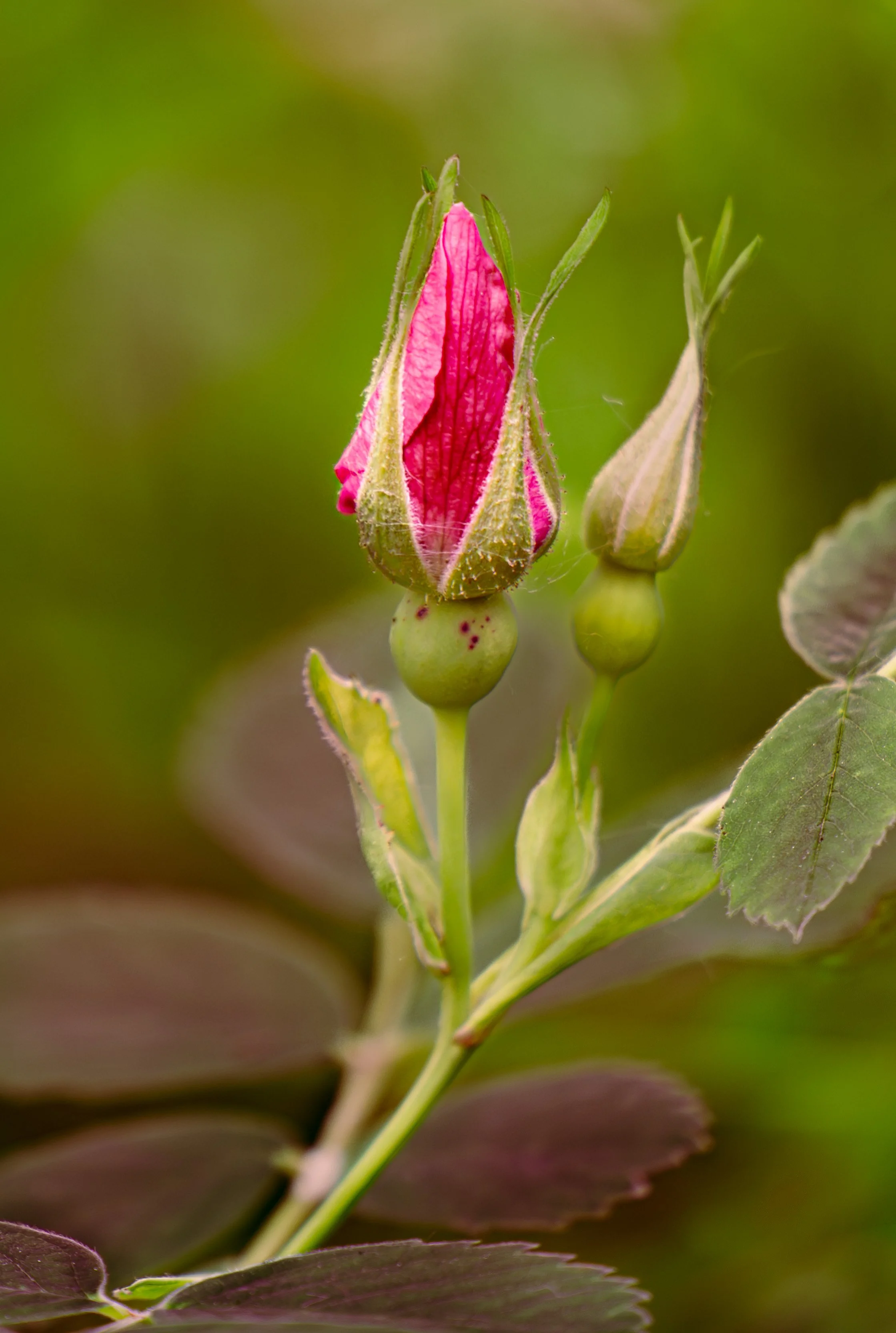 Red flower bud blooming in a field of green