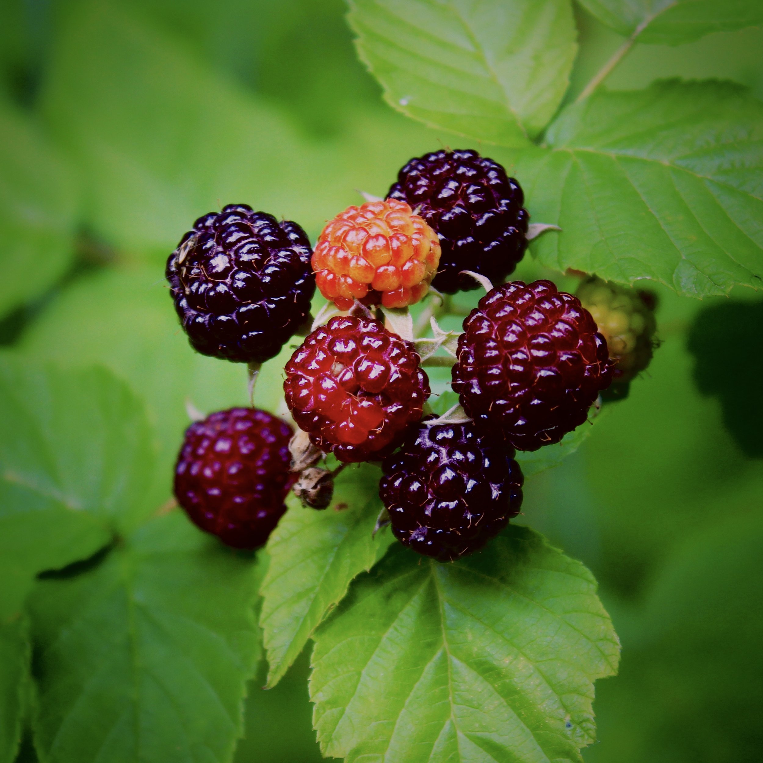 Foto of a wild raspberry plant photographed on the edge of a Minnesota forest.