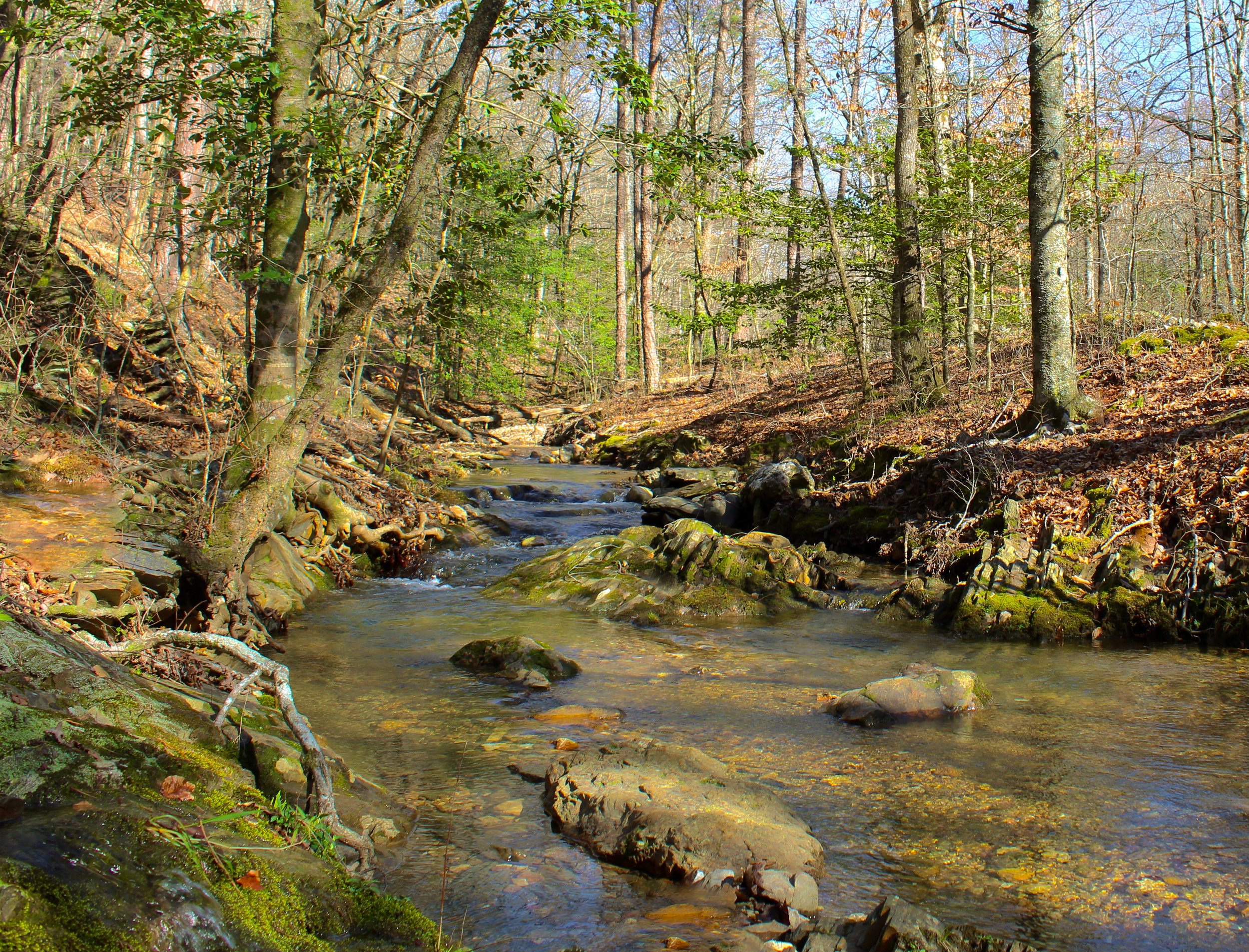 Nature photo of an Alabama stream taken in late winter.
