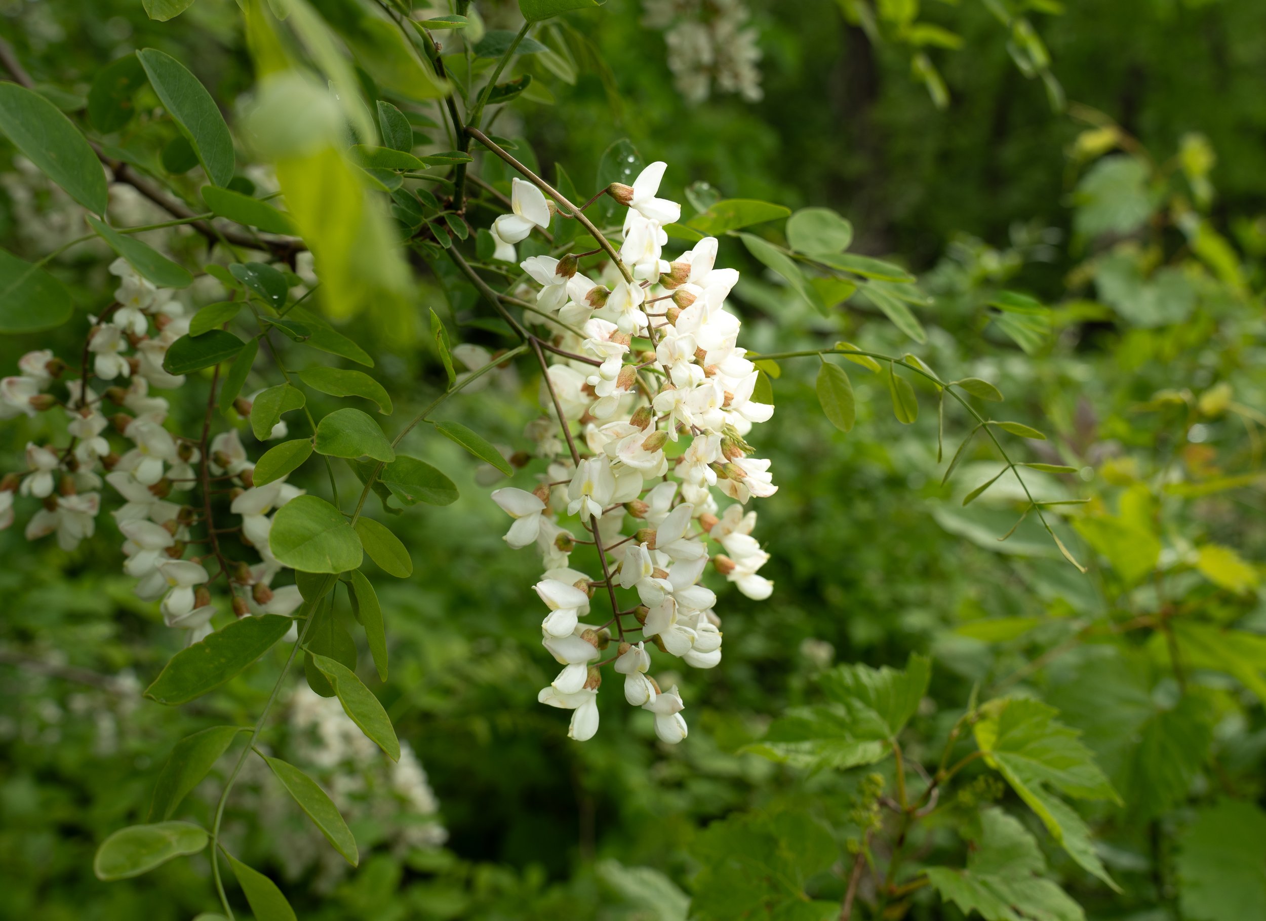 Foto of a tree's white flowers. Photograph taken in Minnesota during filtered sunlight.