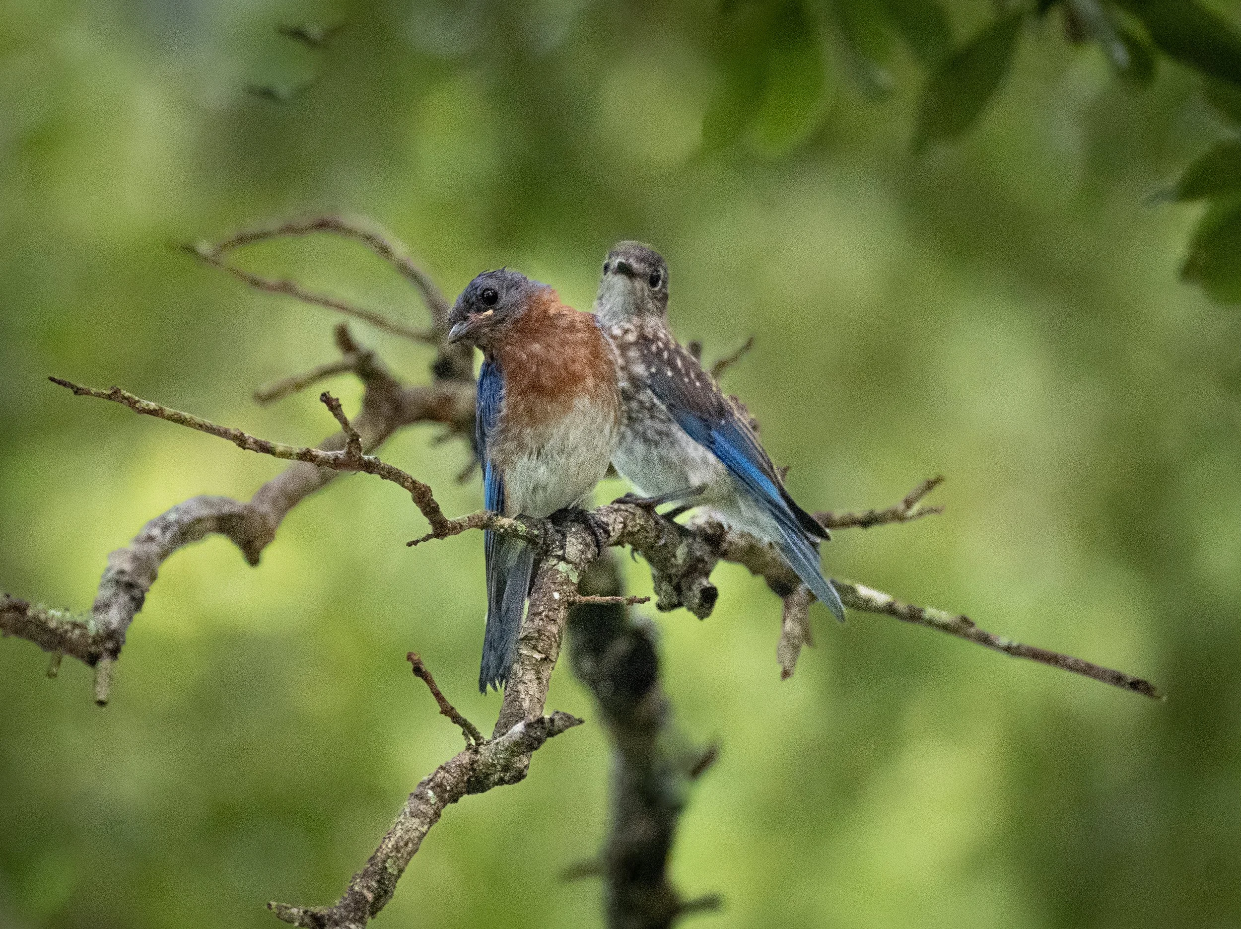 Photo of a pair of Eastern Bluebirds on a perch. Breading male distinctive blue plumage on full display in this picture.
