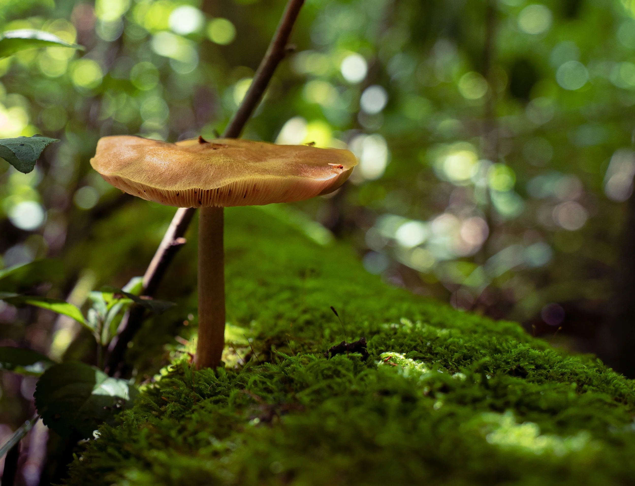 Mushroom growing on a decaying moss covered log in filtered light on the forest floor.