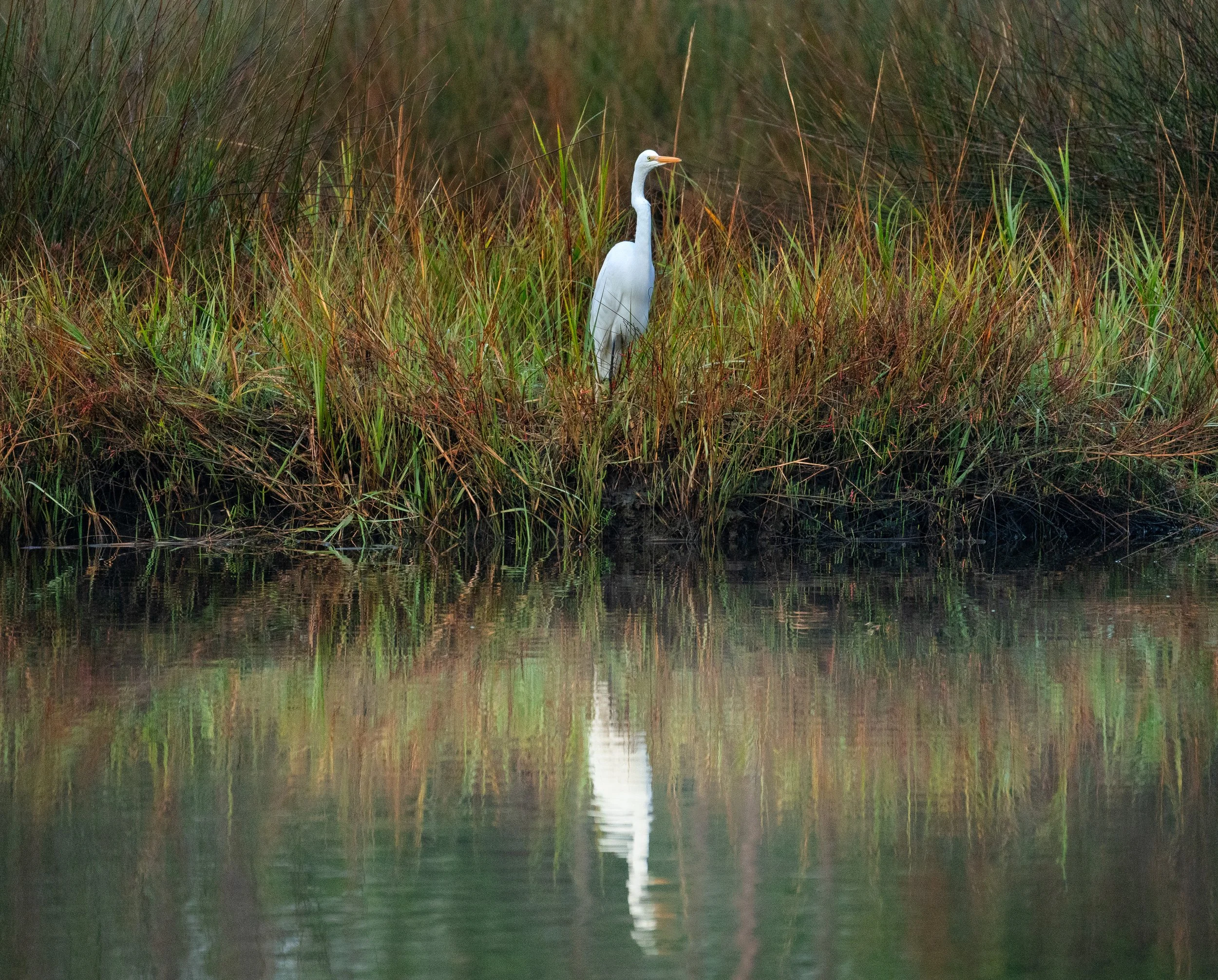 Bird photographed on the edge of a marsh in Florida.