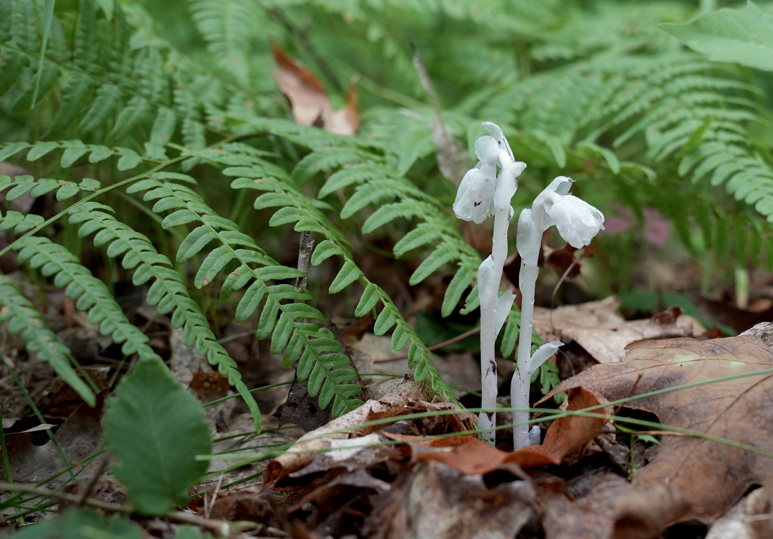 Nature's medicine, a Ghost Pipe Mushroom photograph captured near ferns on the forest floor in Northern Minnesota.