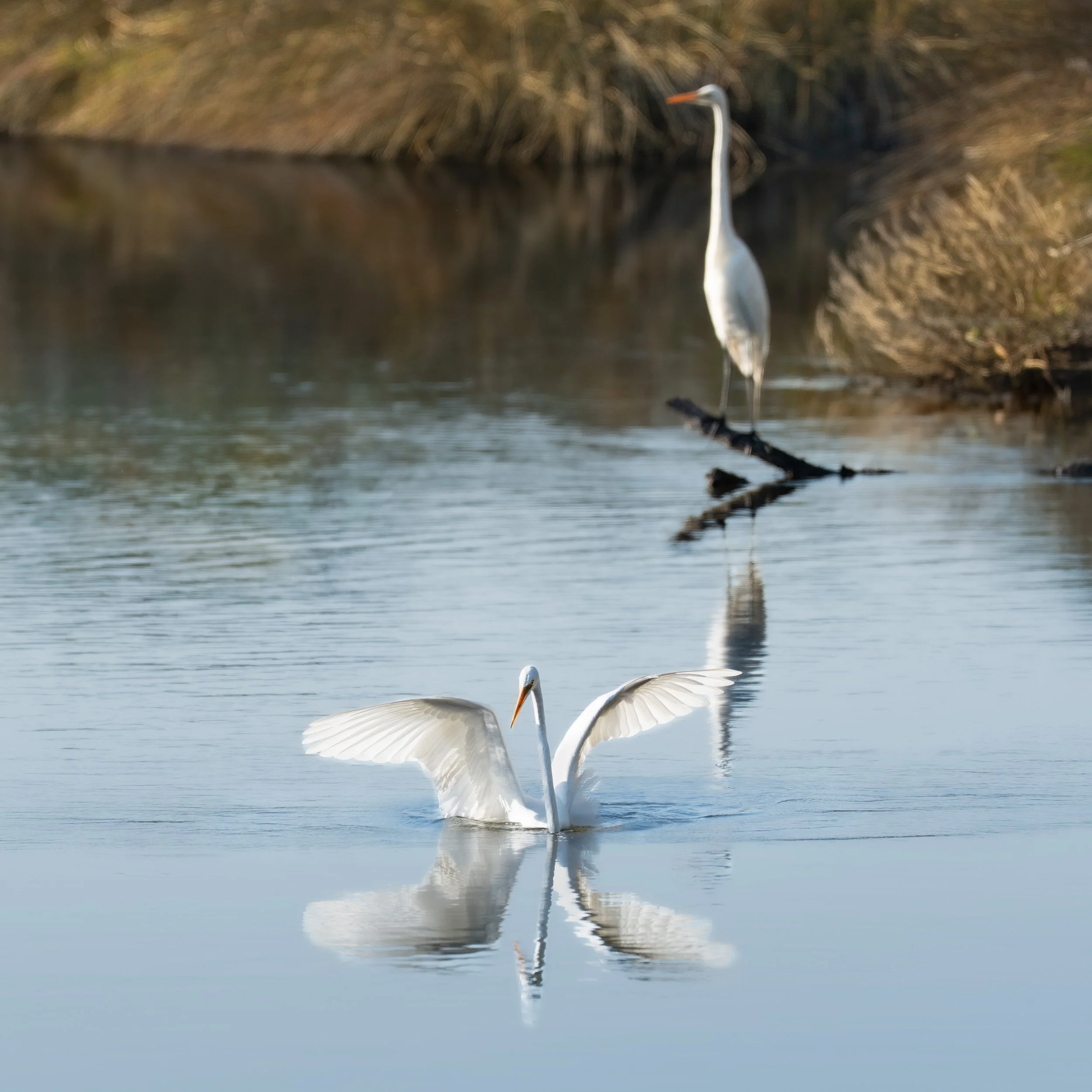 Photograph of two egrets with one that just landed in a saltwater marsh area and the other in the background perched on a log sticking out of the water. 