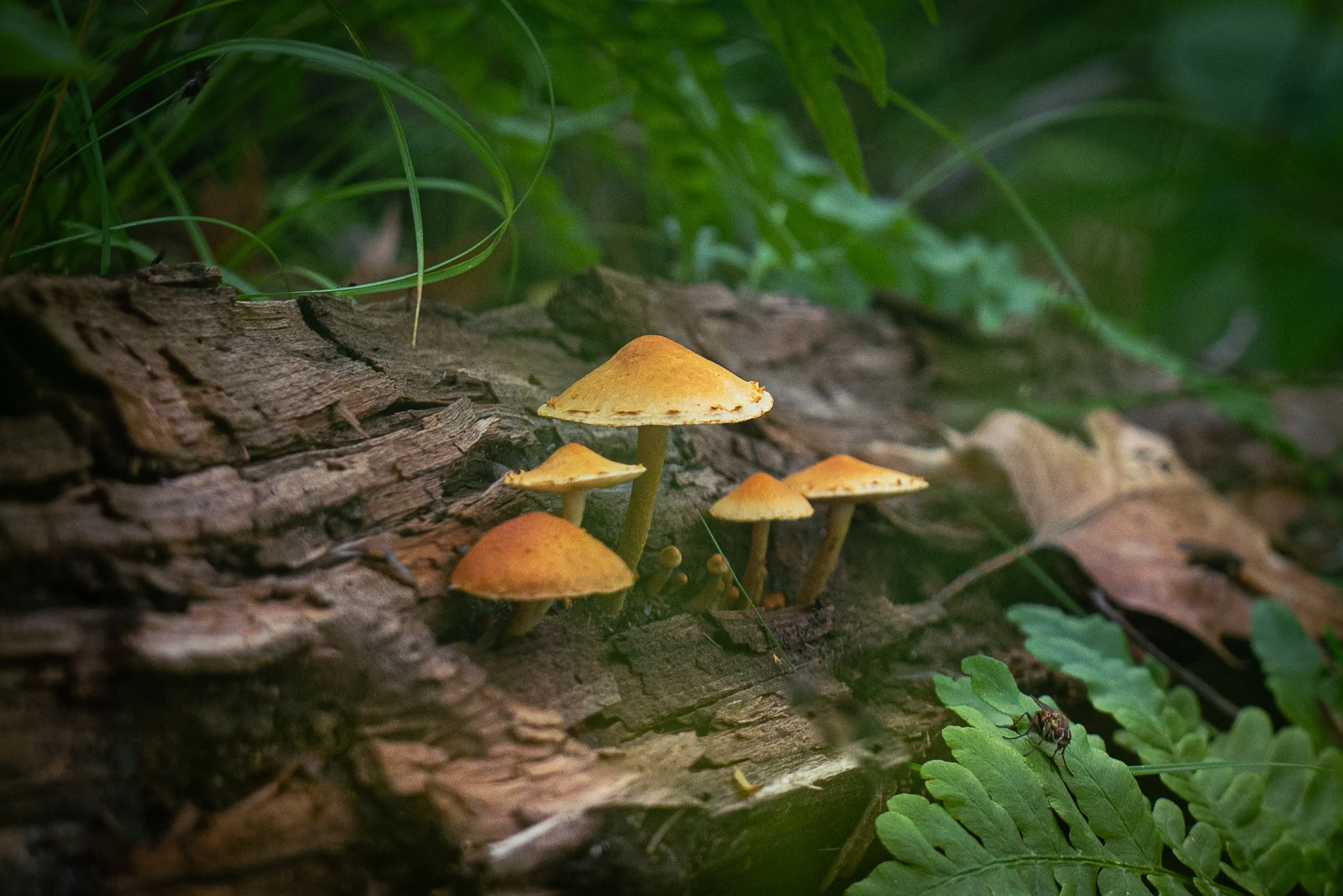 Mushroom picture taken on the forest floor near Two Inlets Minnesota. Close up image.