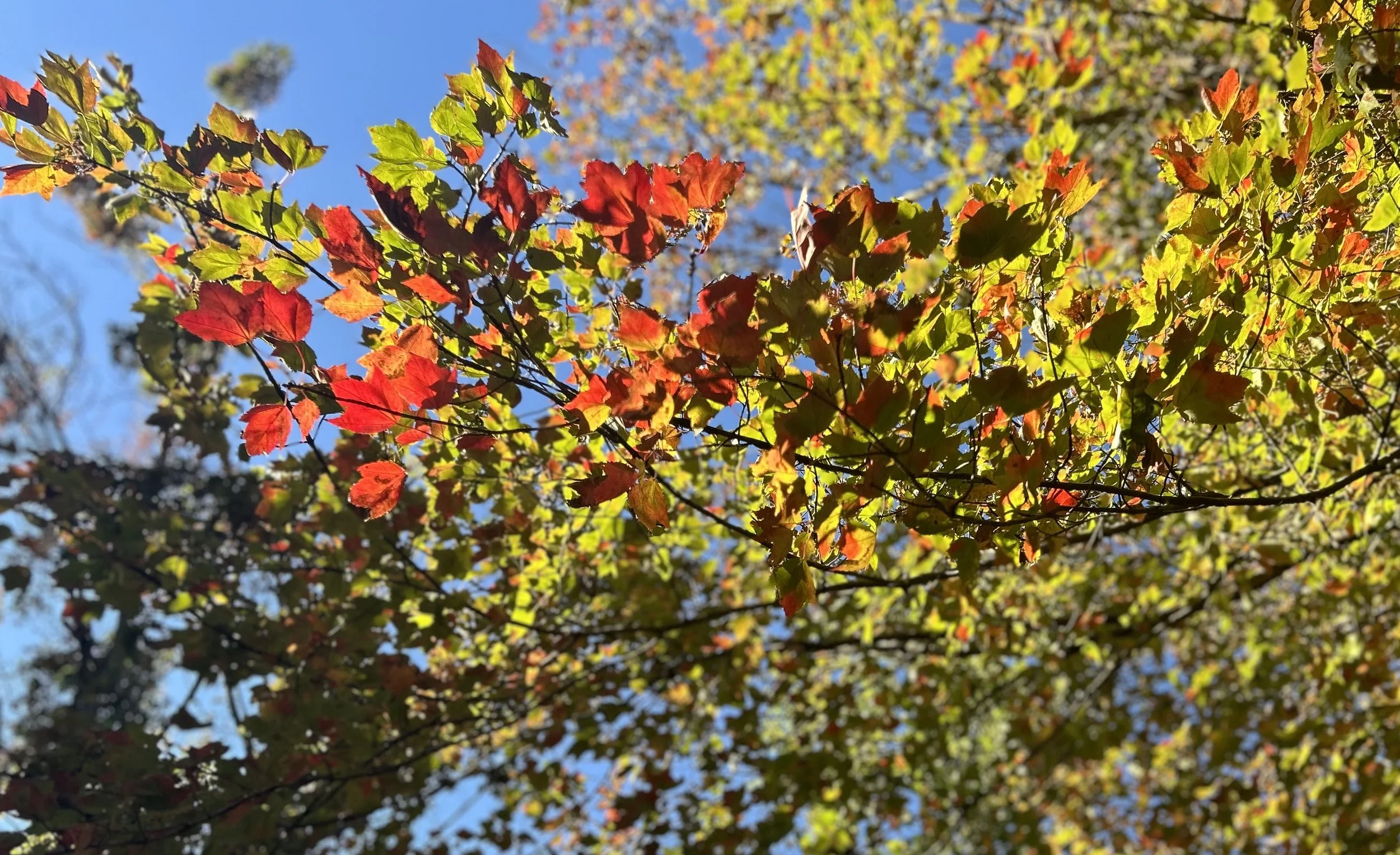IMG_6669.jpeg