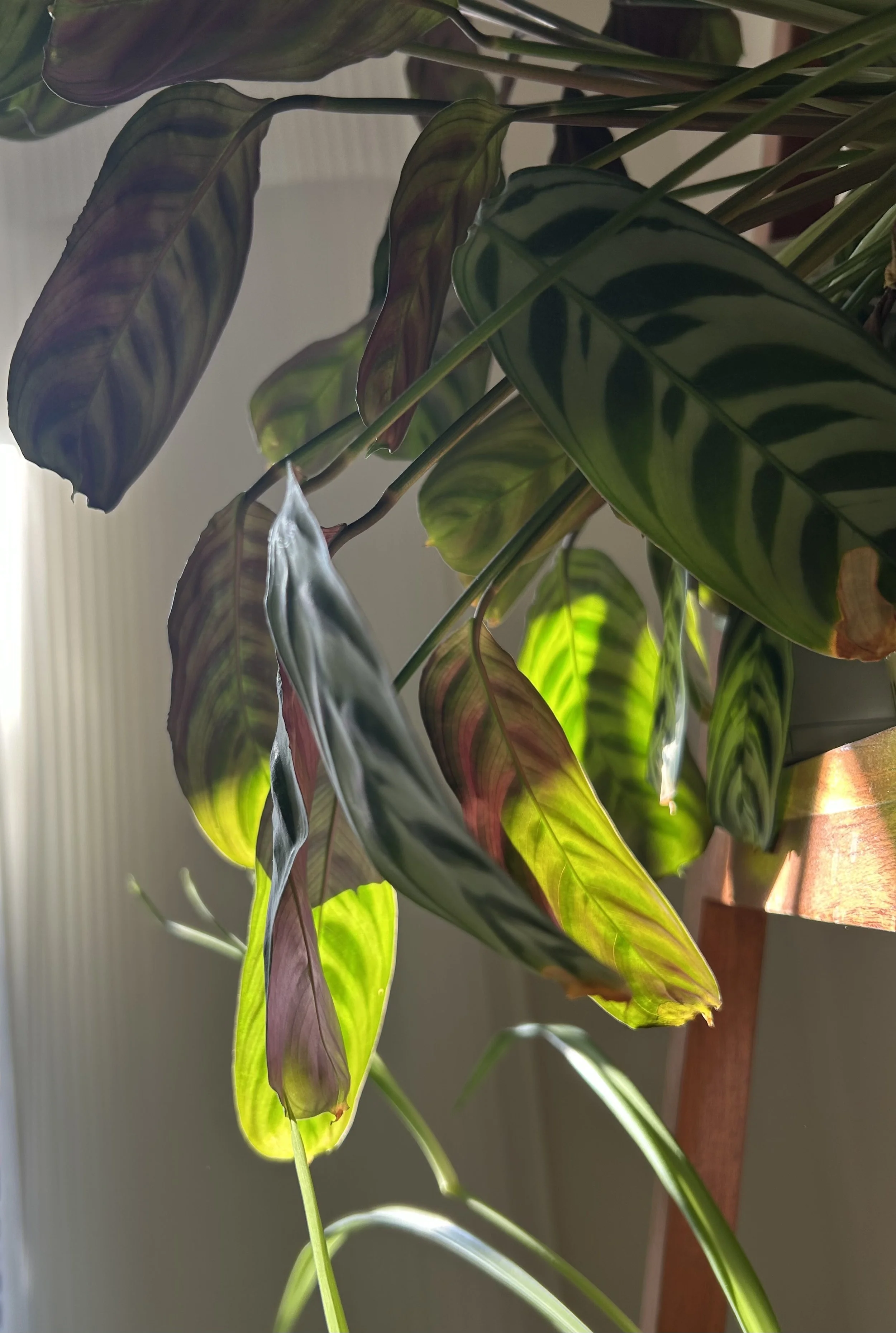 IMG_7643.jpeg