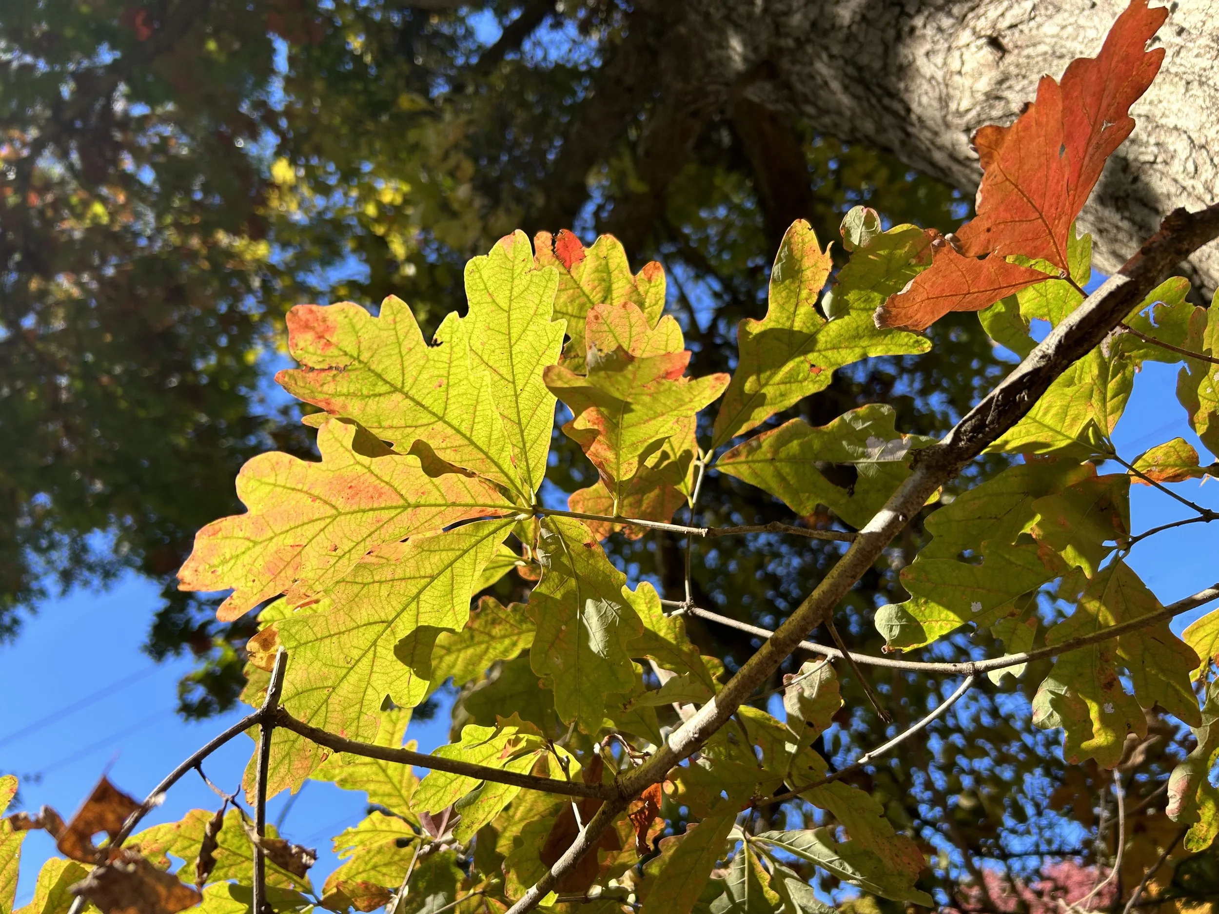 IMG_3097.jpeg