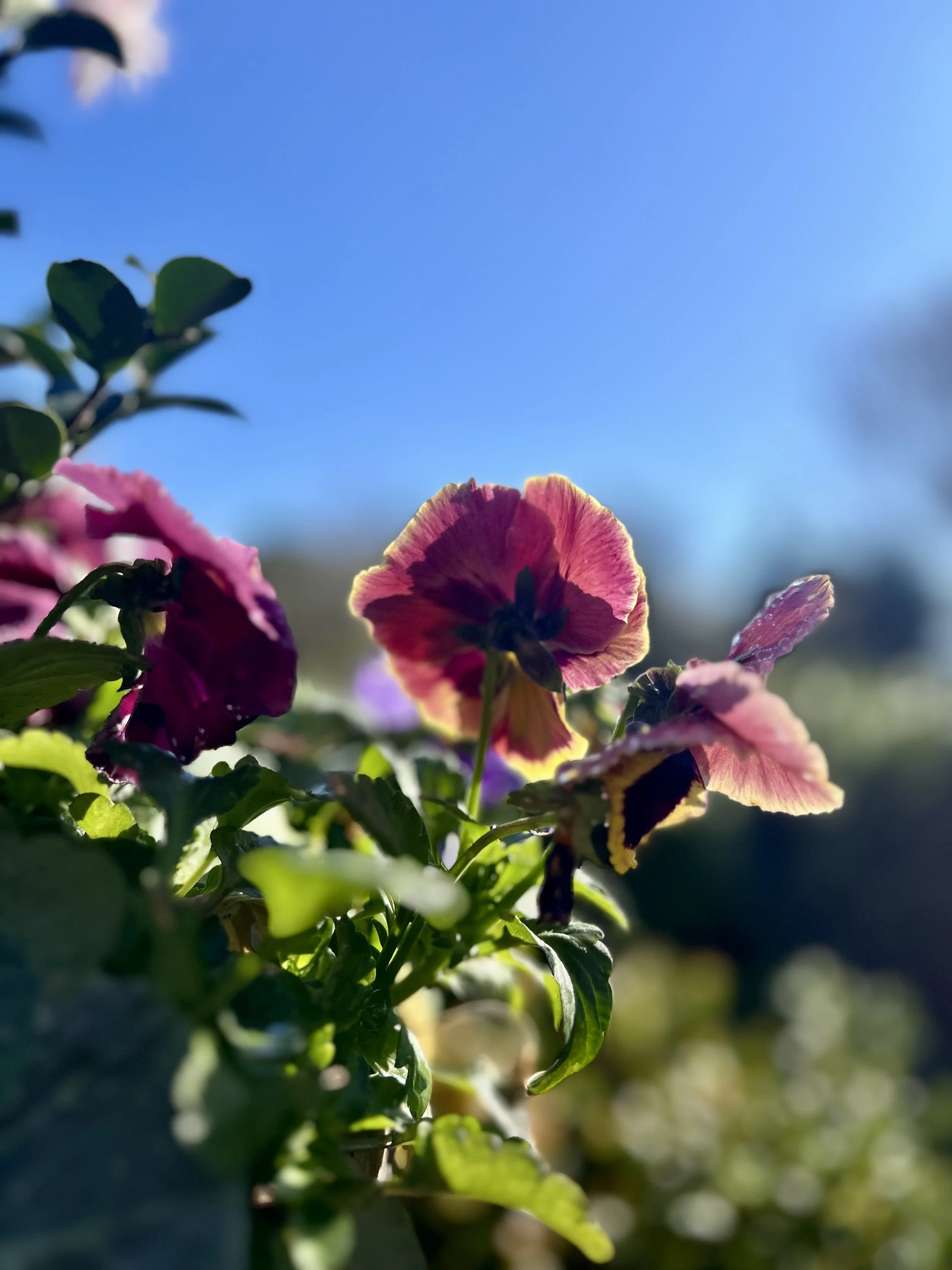 IMG_7116.jpeg