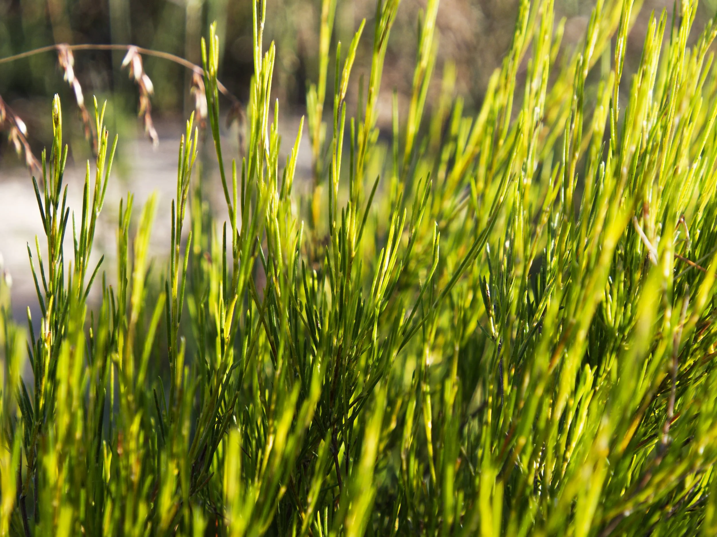 2022 - Rooibosplant in Cederberg.jpg