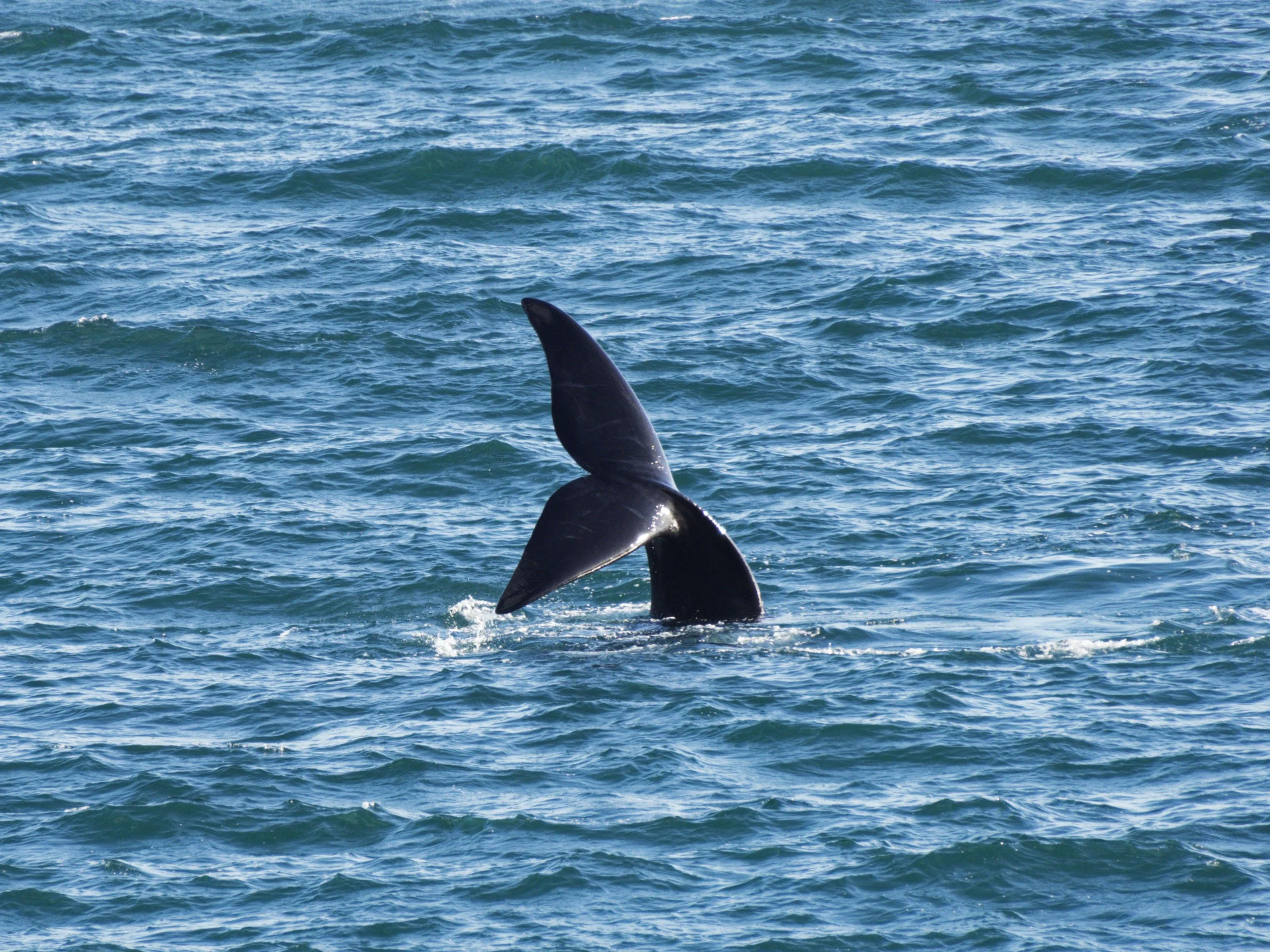 2022 - Staart van Southern Right walvis.jpg