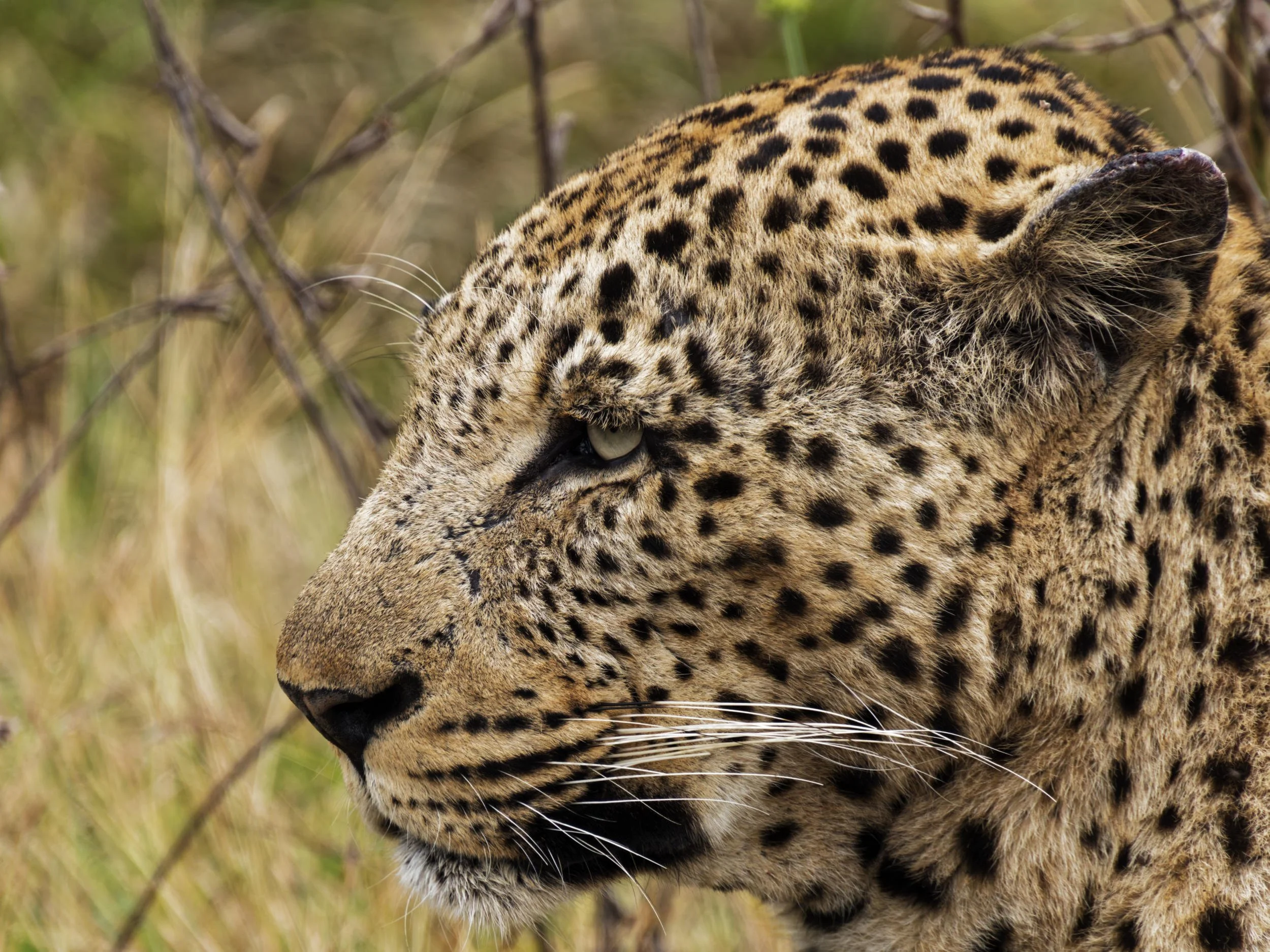 2022 - Close-up van luipaard.jpg