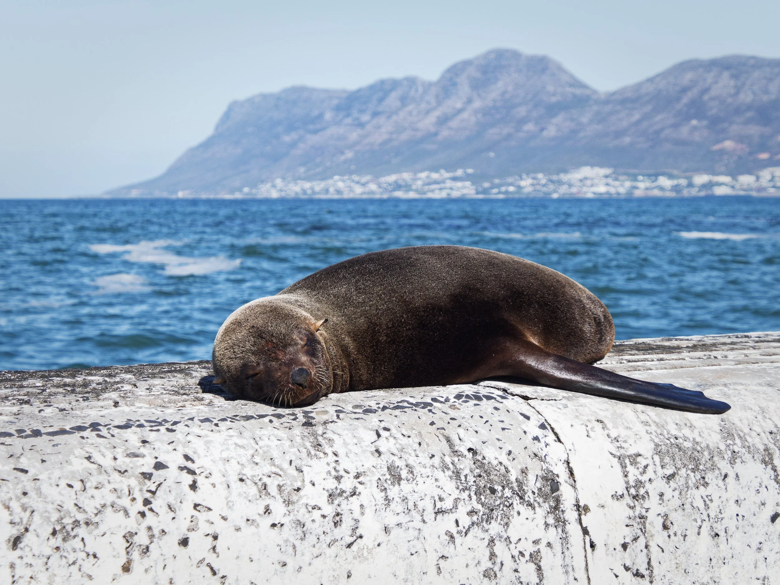 2022 - Pelsrob slapend in Kalk Bay bij Kaapstad.jpg