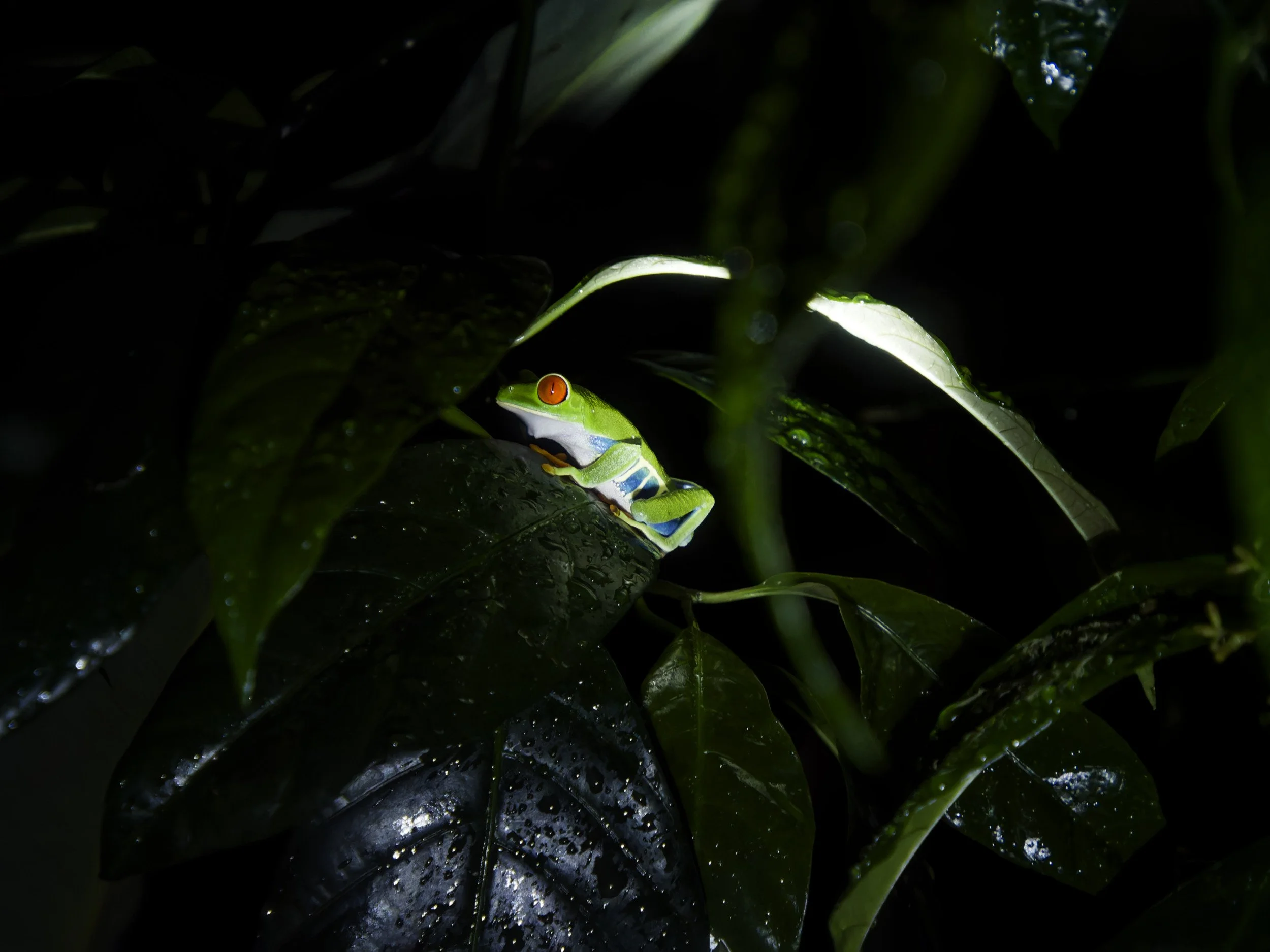 2022 - Kikker in Frog Pond in Monteverde.jpg