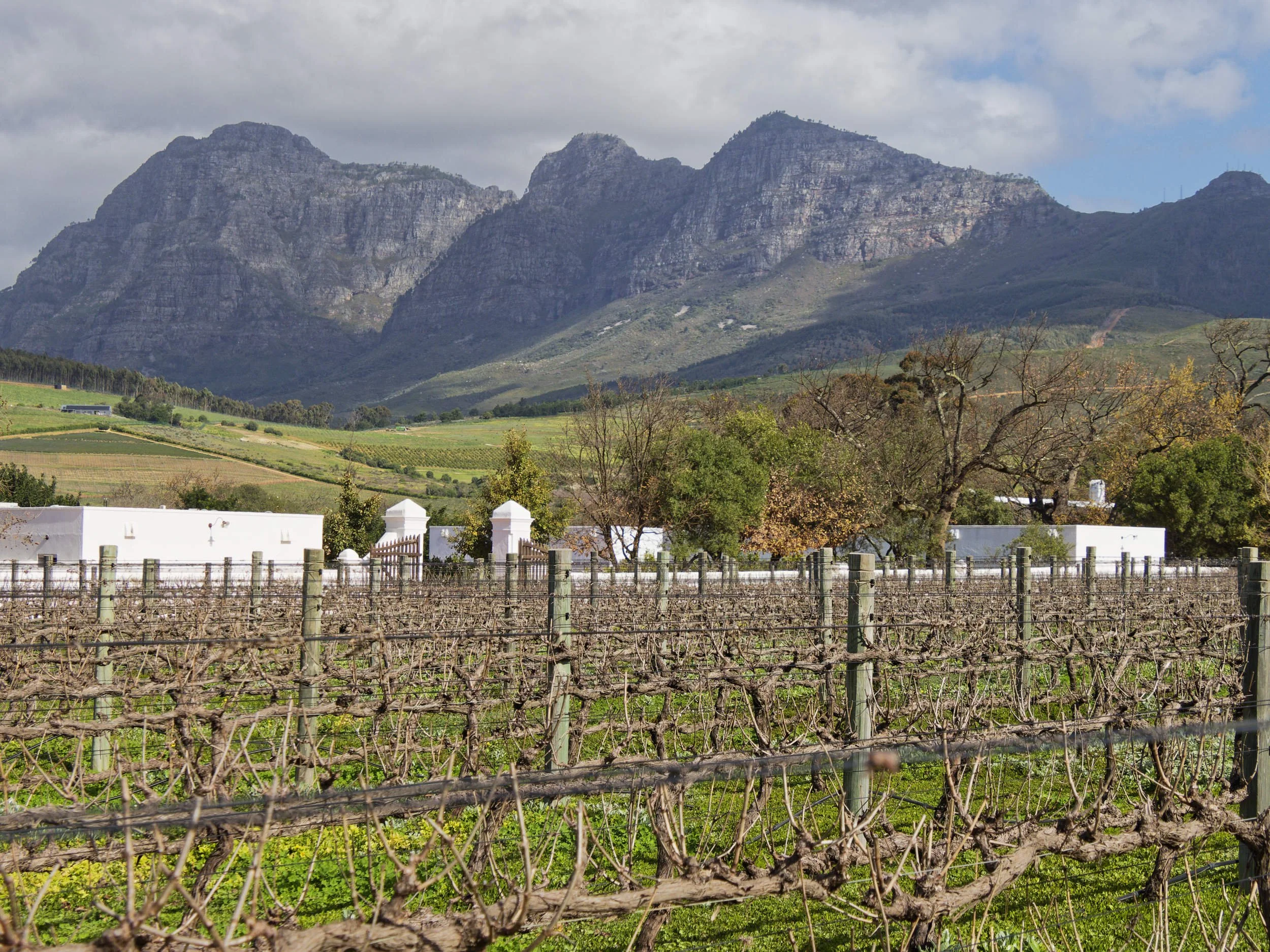 2022 - Wijnranken bij een wijnhuis in Stellenbosch.jpg