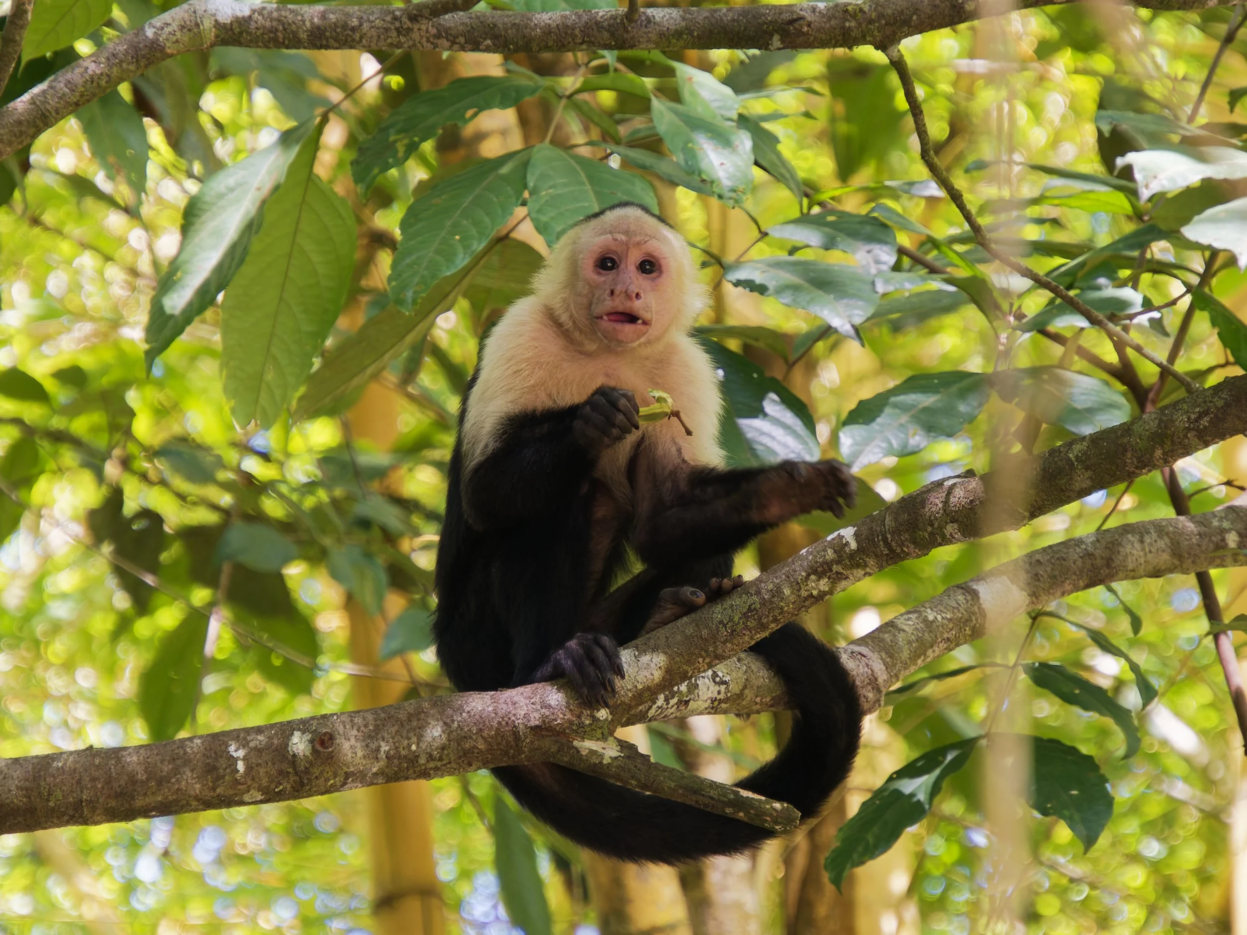 2022 - Kapucijneraapje eet en lacht naar camera.jpg