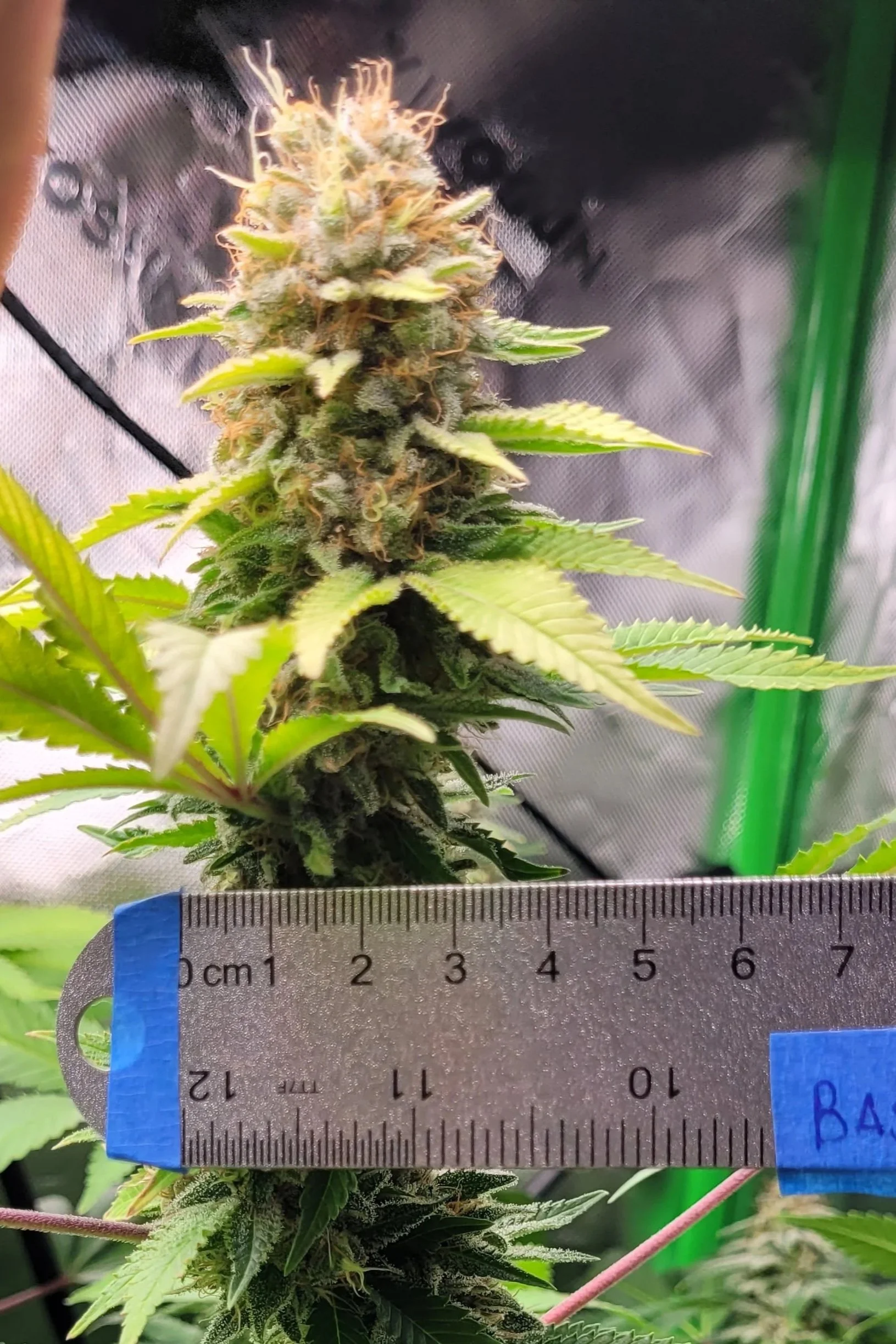Close-up of a flowering cannabis plant bud standing next to a ruler, measuring about 8 centimeters tall, with green leaves and small orange hairs, inside a grow tent.