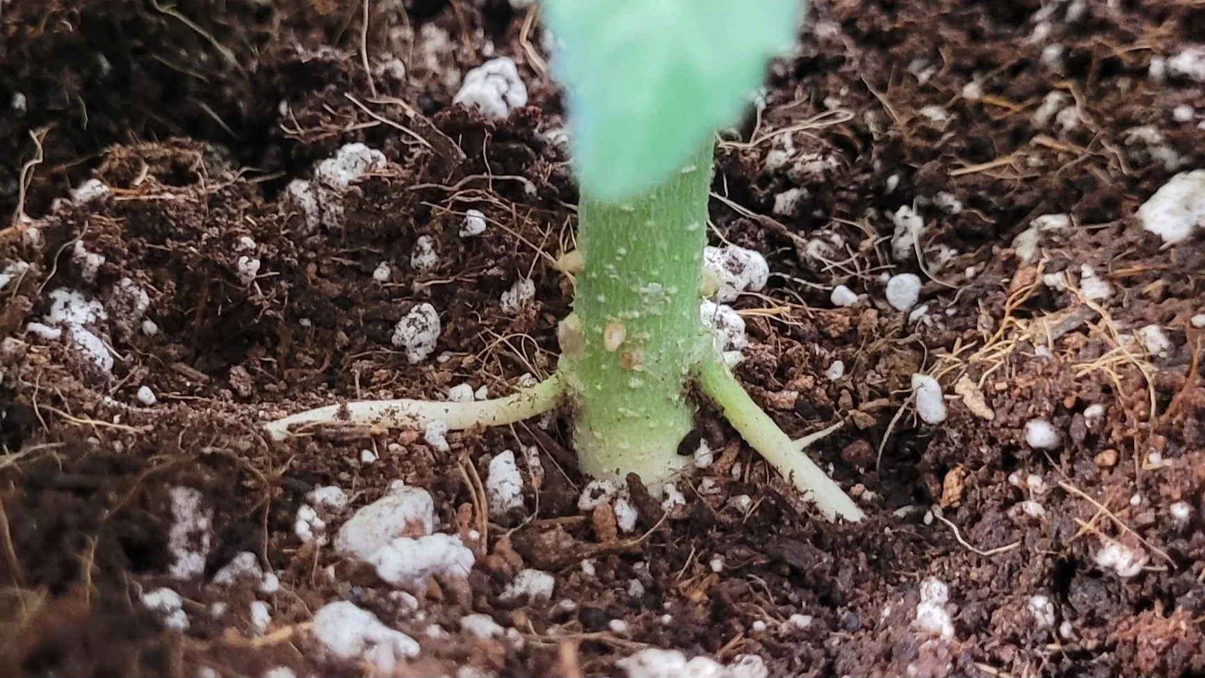 Close-up of plant stem emerging from soil with adventitious roots visible.