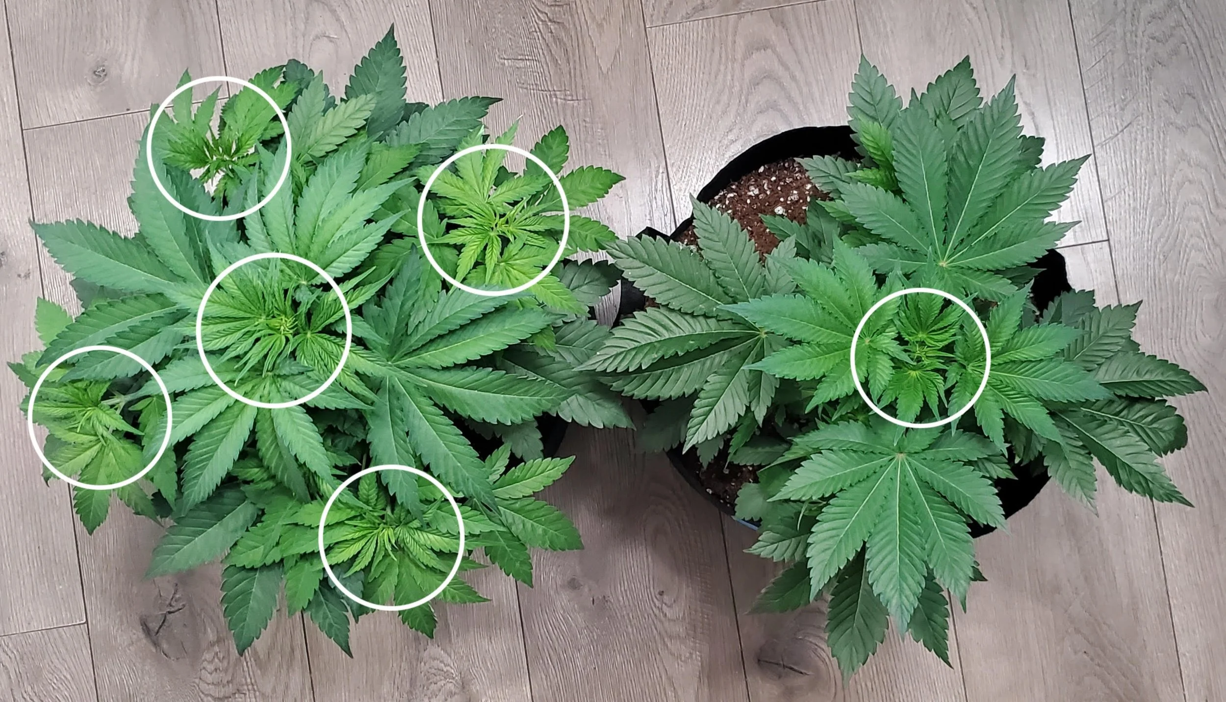 an above view of the Haiva's abundance in comparison to same age, same strain baseline not receiving Haivya