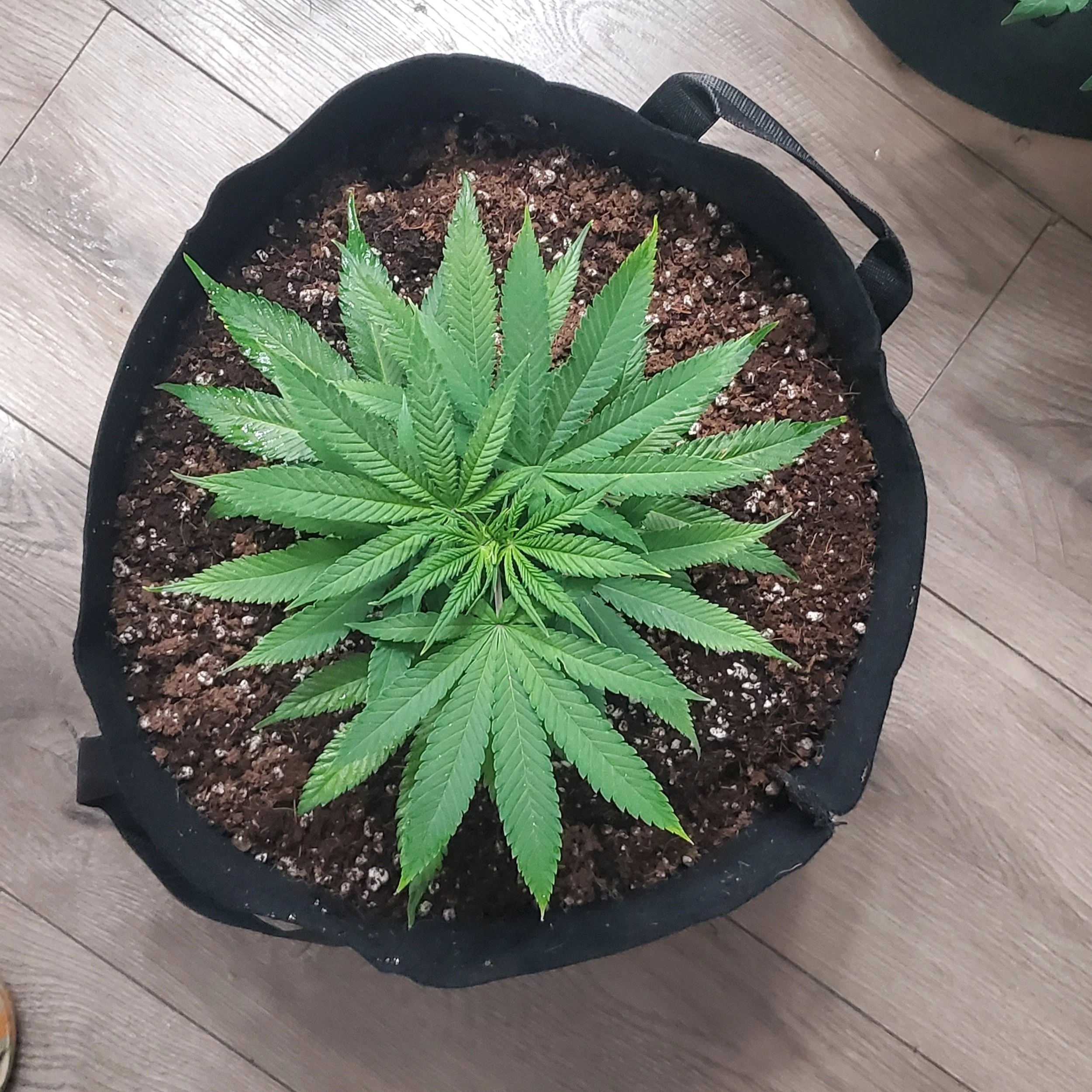 A potted cannabis plant with whorled phyllotaxy.