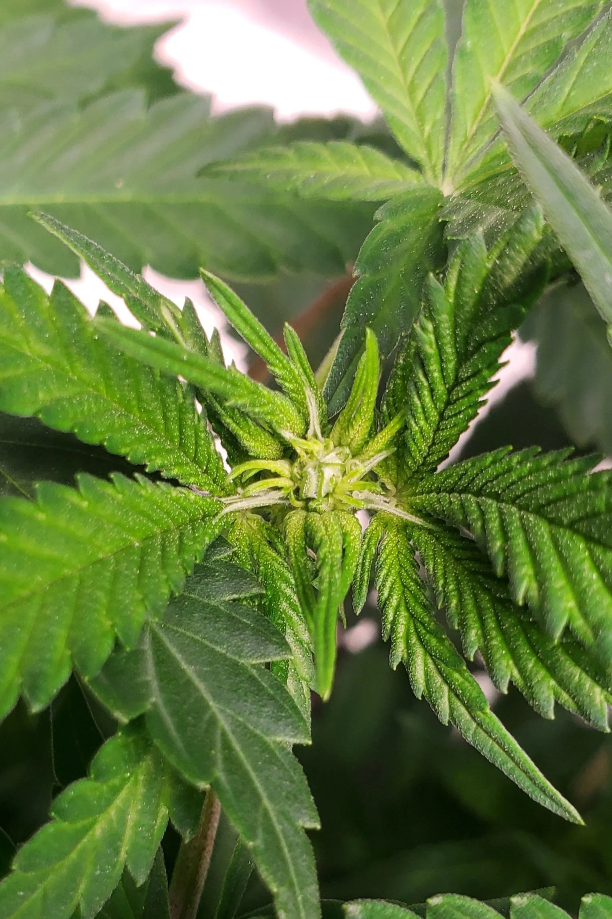 Close-up of a cannabis plant with green leaves and budding flowers.