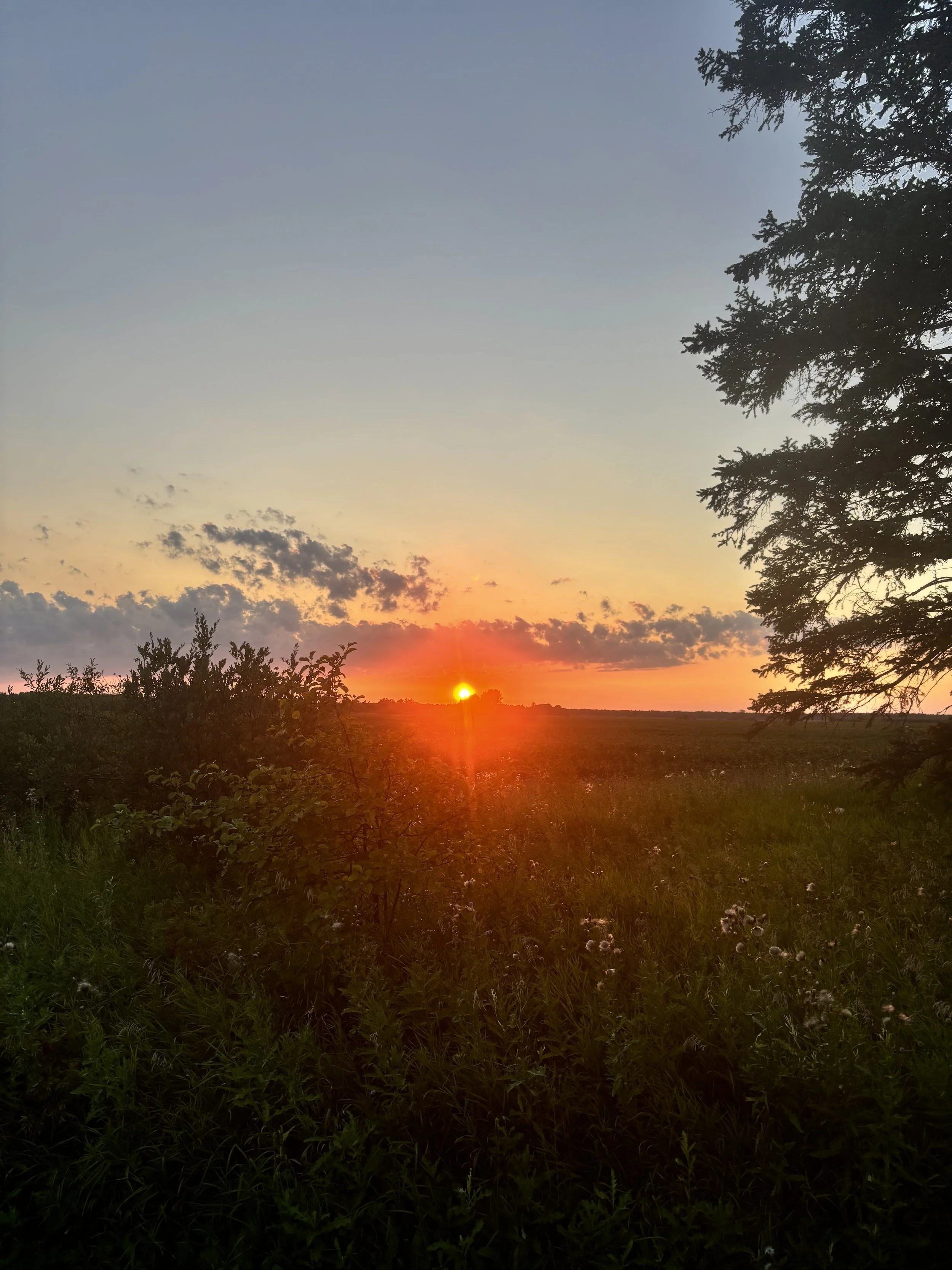 The sun setting in a field in Lac du Bonnet, MB during golden hour.