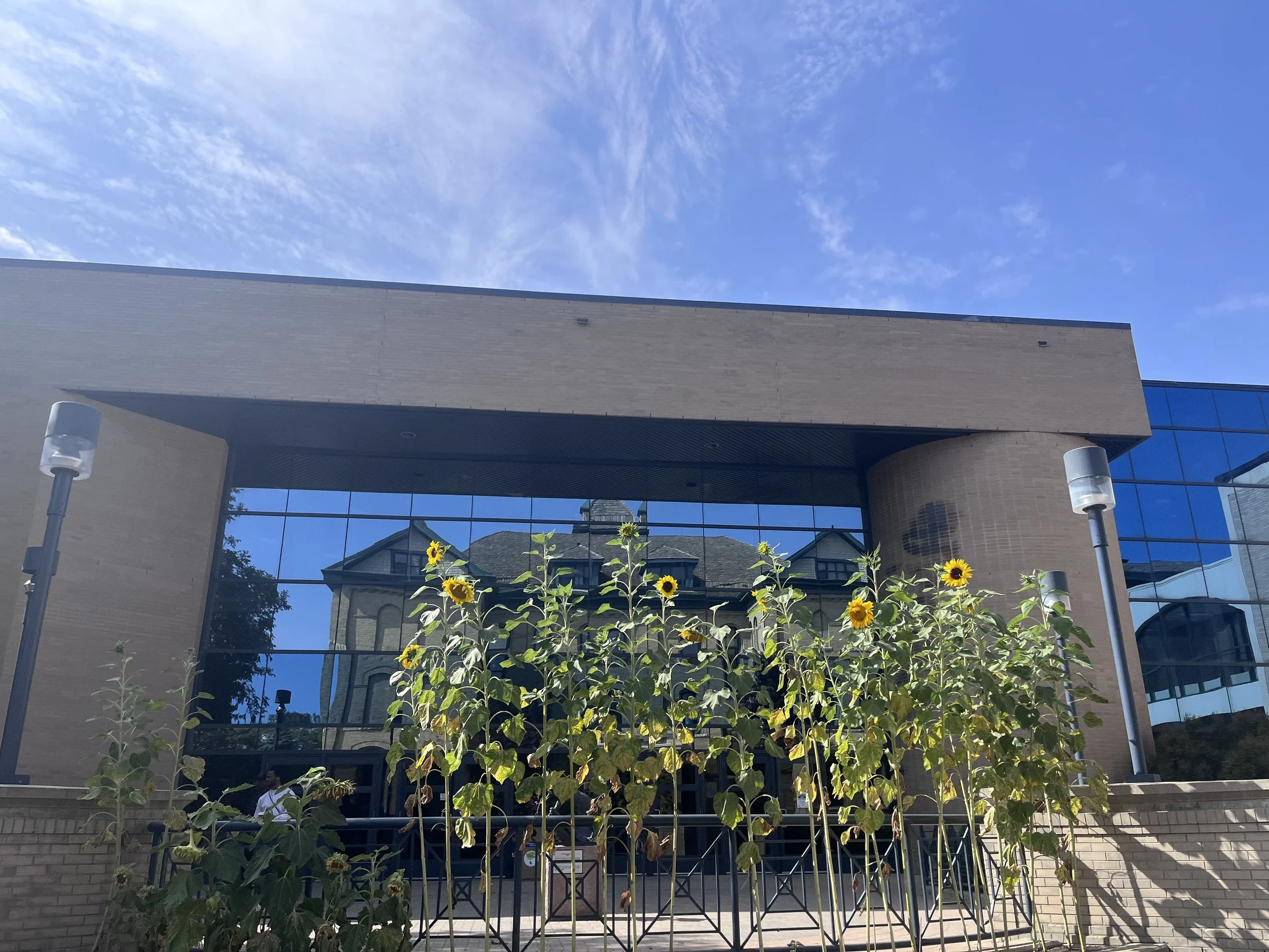 Sunflowers outside the Brandon University campus library
