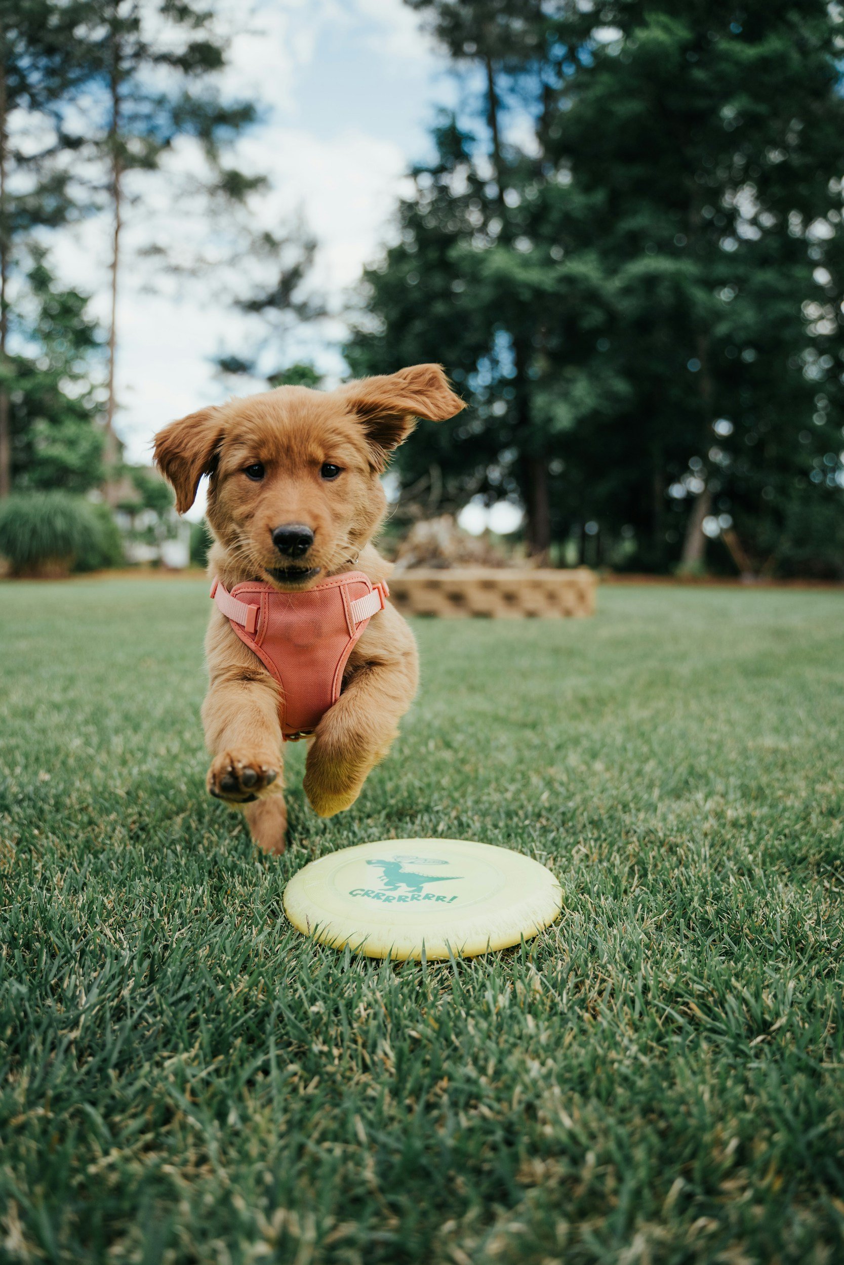 Brown puppy wearing a pink harness running towards a yellow frisbee on grass, with trees in the background.