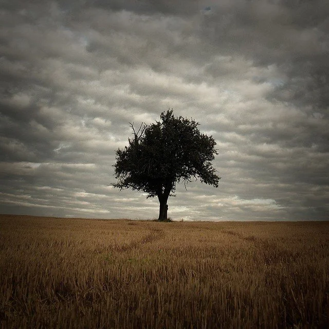 Lone tree in a field under a cloudy sky