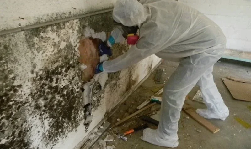 mould-remediation-black-mold-removal-okanagan.jpg.jpg.webp