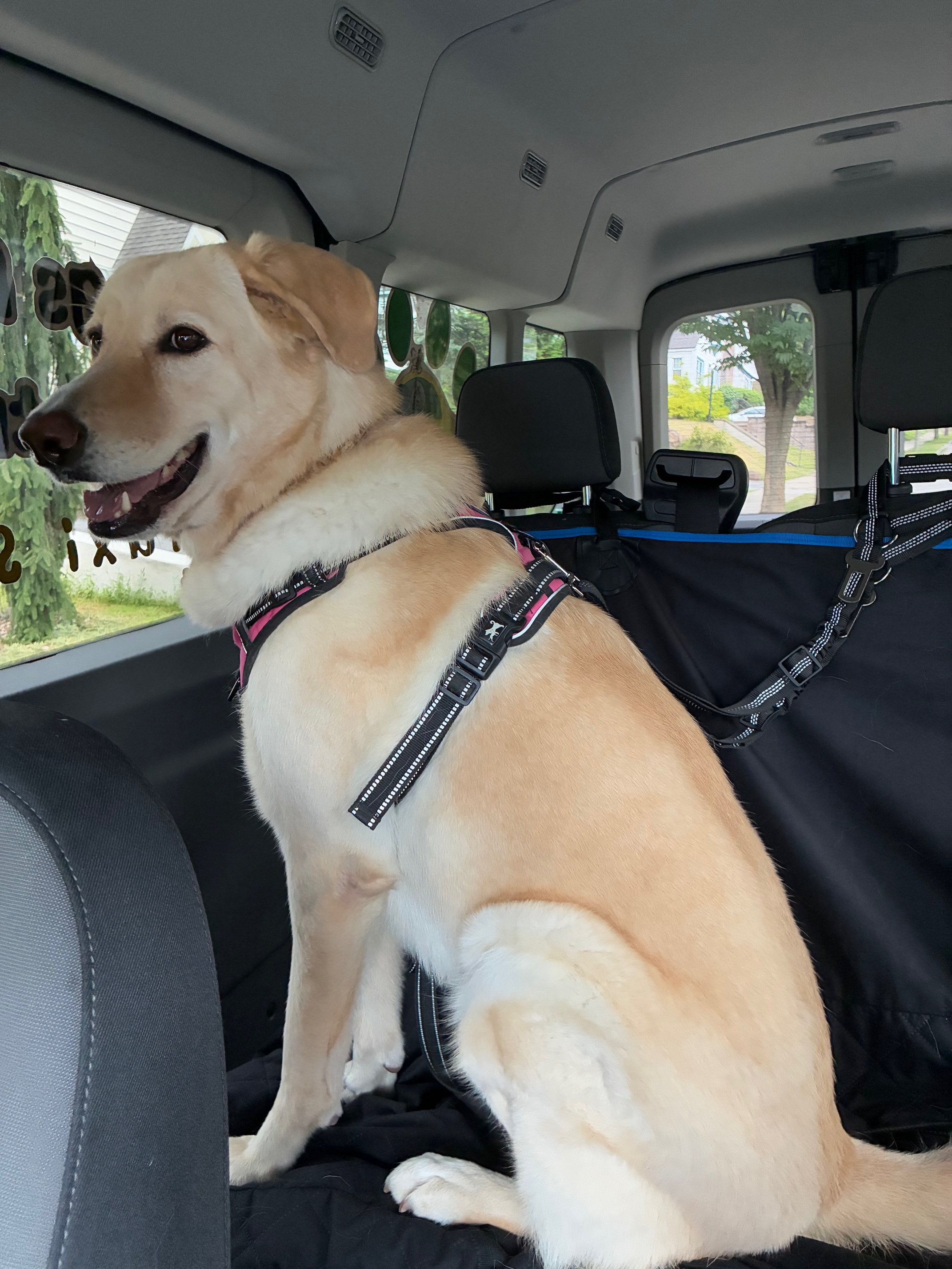 dog ride.jpg