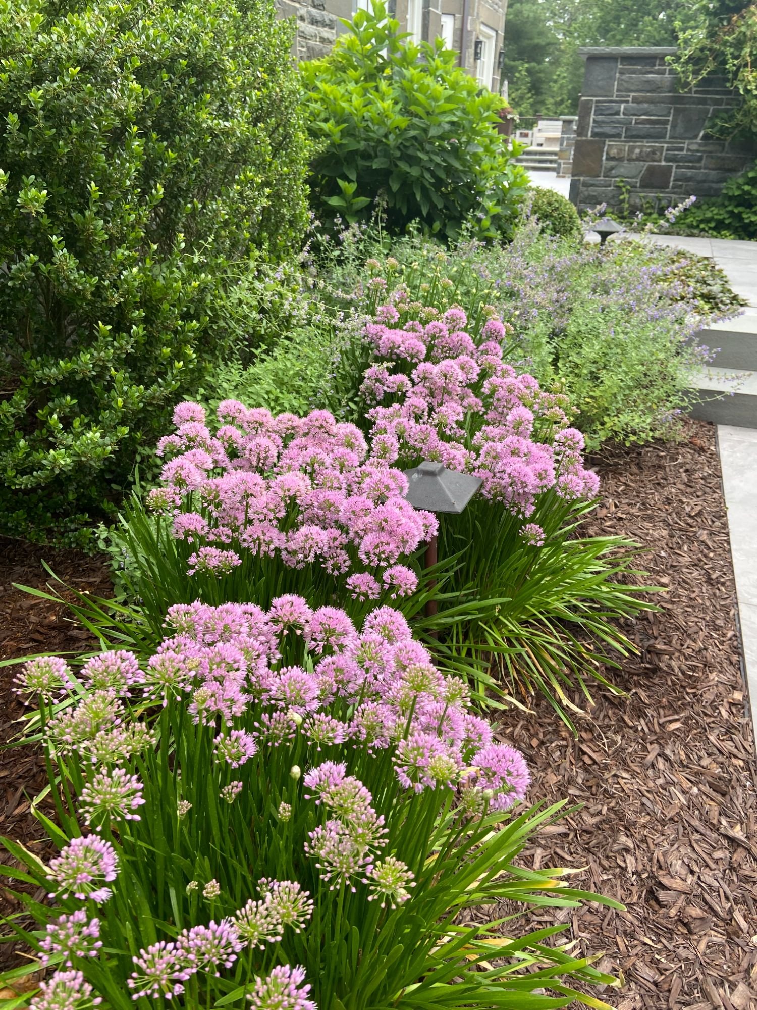 Evergreen and deciduous plantings layered to create depth in a garden room in Glen Rock, NJ